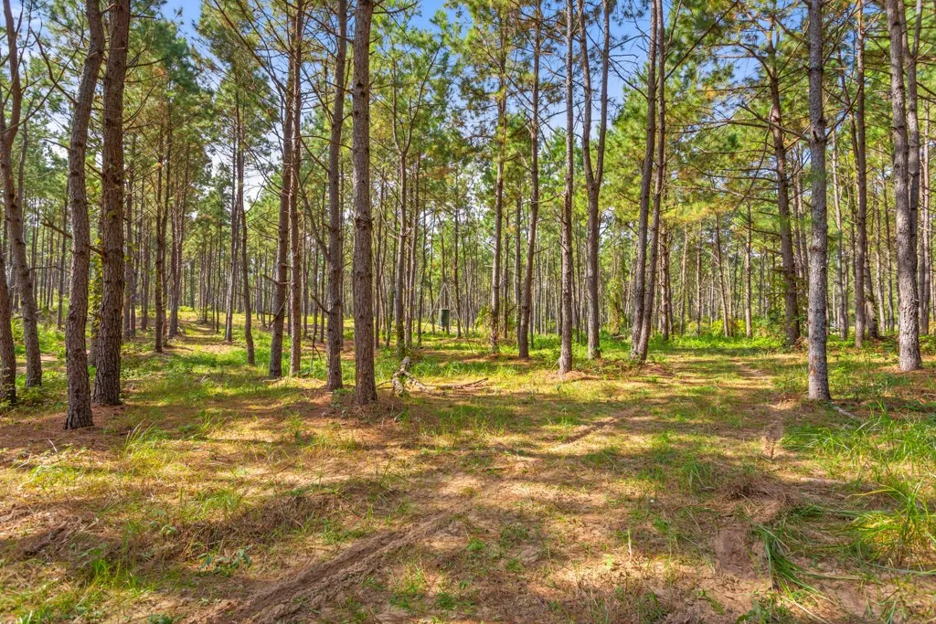 Improved Land For Sale in Smith County , 5379 CR 385, Tyler, Texas 75708, 0, 0, Garage spaces, 0 Sqft, built in 0, mls#21163737, Real Estate Agent in Tyler, Homes For Sale in Smith county, Homes For Sale in Tyler, Realtor in Tyler Texas, Real Estate Brokerage Independent Realty Texas, Luminita Cordes Realtor