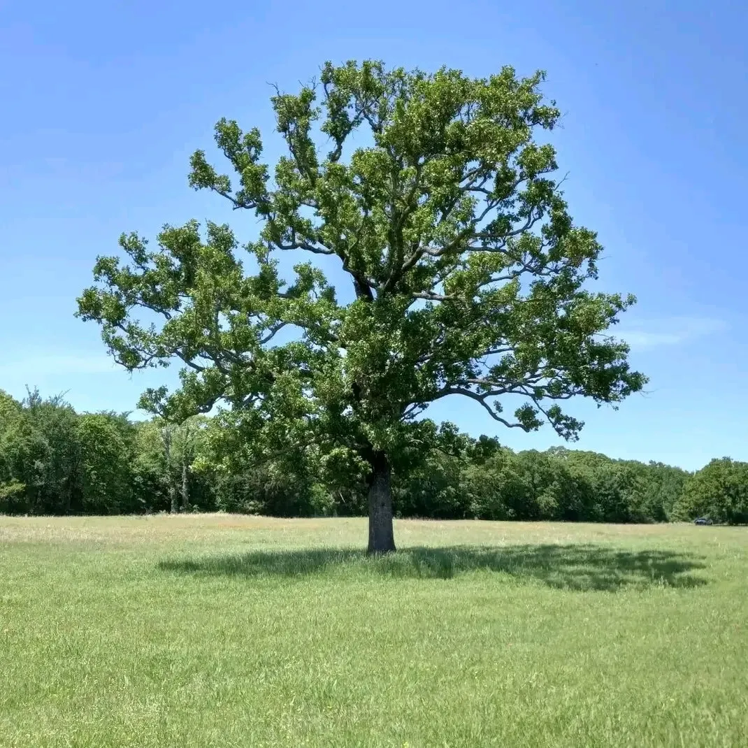 Unimproved Land For Sale in Hopkins County , 32 Acres County Road 2425, Como, Texas 75431, 0, 0, Garage spaces, 0 Sqft, built in 0, mls#21163733, Real Estate Agent in Como, Homes For Sale in Hopkins county, Homes For Sale in Como, Realtor in Como Texas, Real Estate Brokerage Independent Realty Texas, Luminita Cordes Realtor