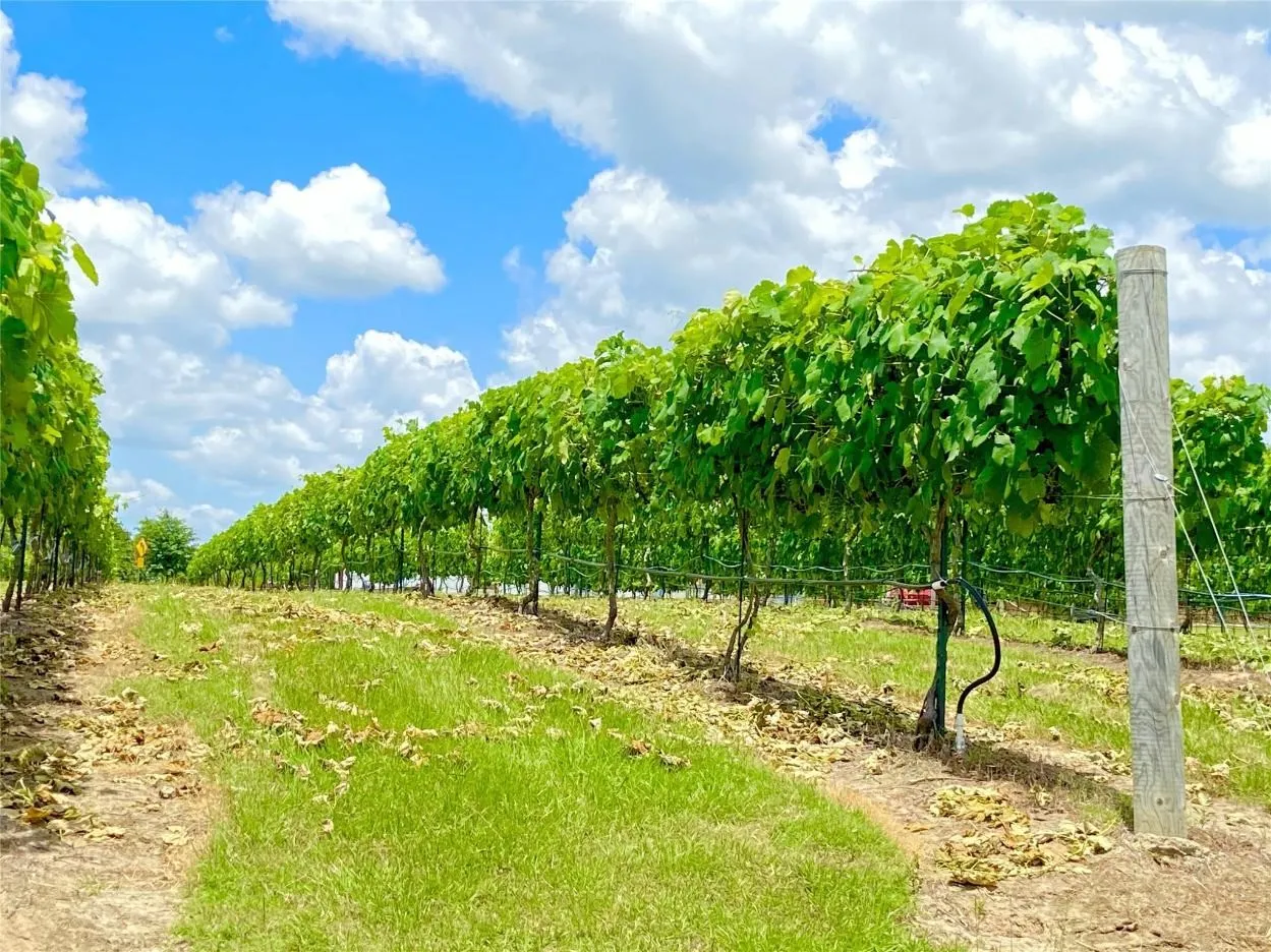 Vineyard