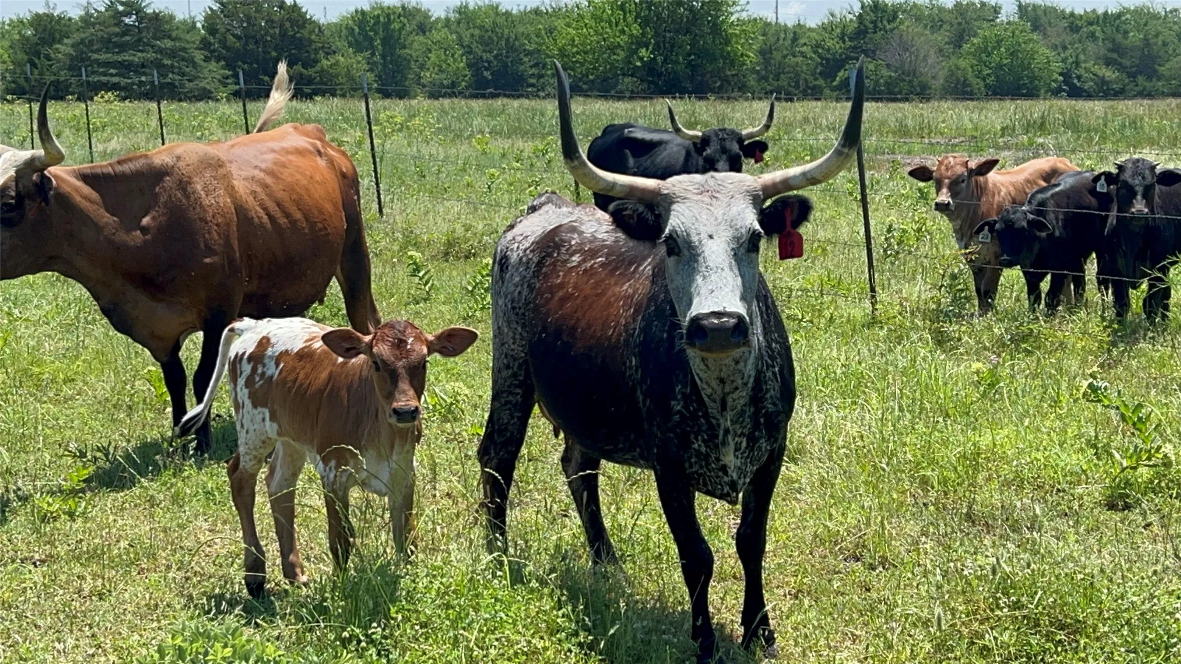 Improved Land For Sale in Hopkins County , 901 FM 499, Cumby, Texas 75443, 0, 0, Garage spaces, 0 Sqft, built in 0, Price $689,900, mls#21164605, Real Estate Agent in Cumby, Homes For Sale in Hopkins county, Homes For Sale in Cumby, Realtor in Cumby Texas, Real Estate Brokerage Independent Realty Texas, Luminita Cordes Realtor