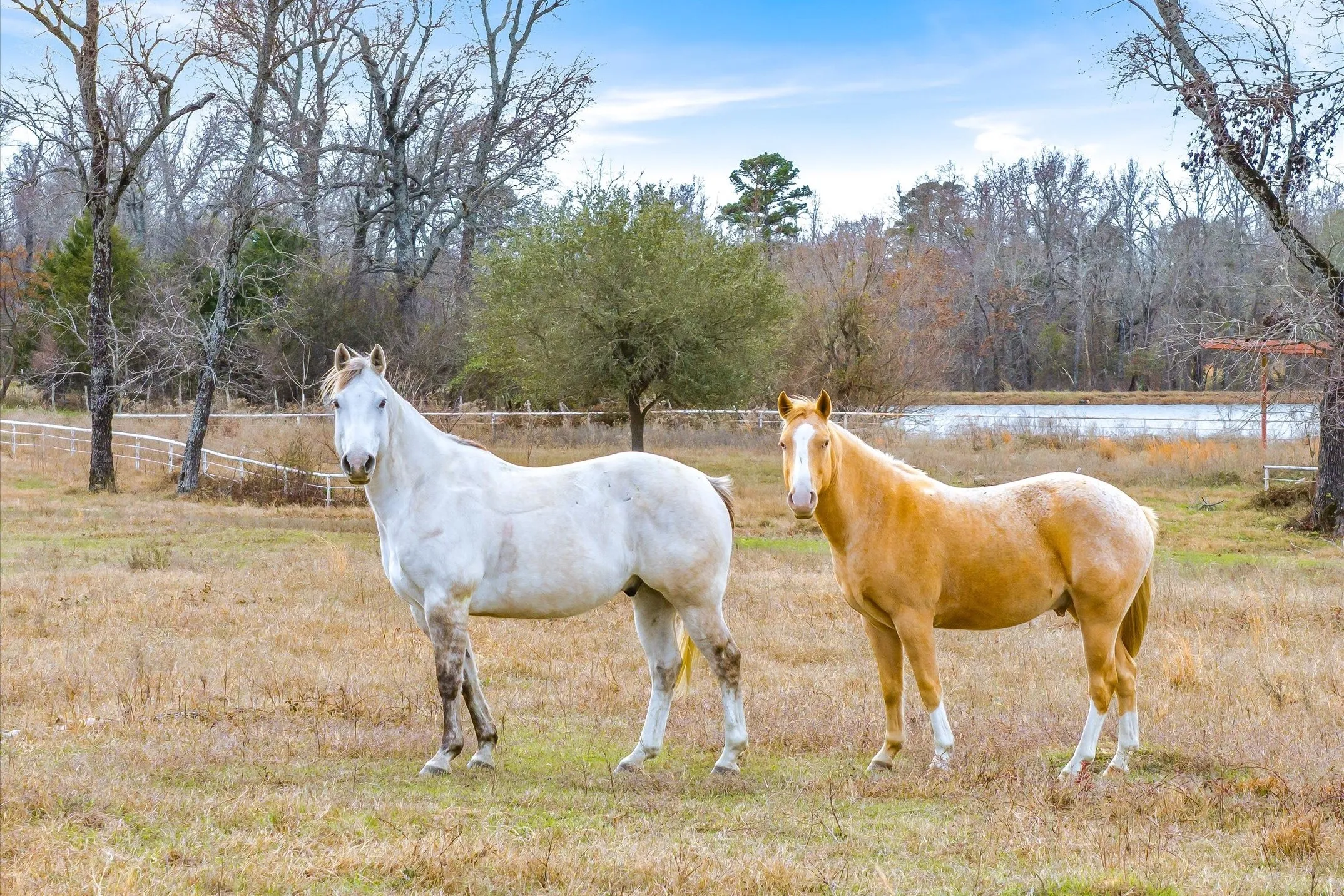 Ranch For Sale in Wood County , 000 County Road 2918, Mineola, Texas 75410, 0, 0, Garage spaces, 0 Sqft, built in 0, Price $962,780, mls#21155989, Real Estate Agent in Mineola, Homes For Sale in Wood county, Homes For Sale in Mineola, Realtor in Mineola Texas, Real Estate Brokerage Independent Realty Texas, Luminita Cordes Realtor