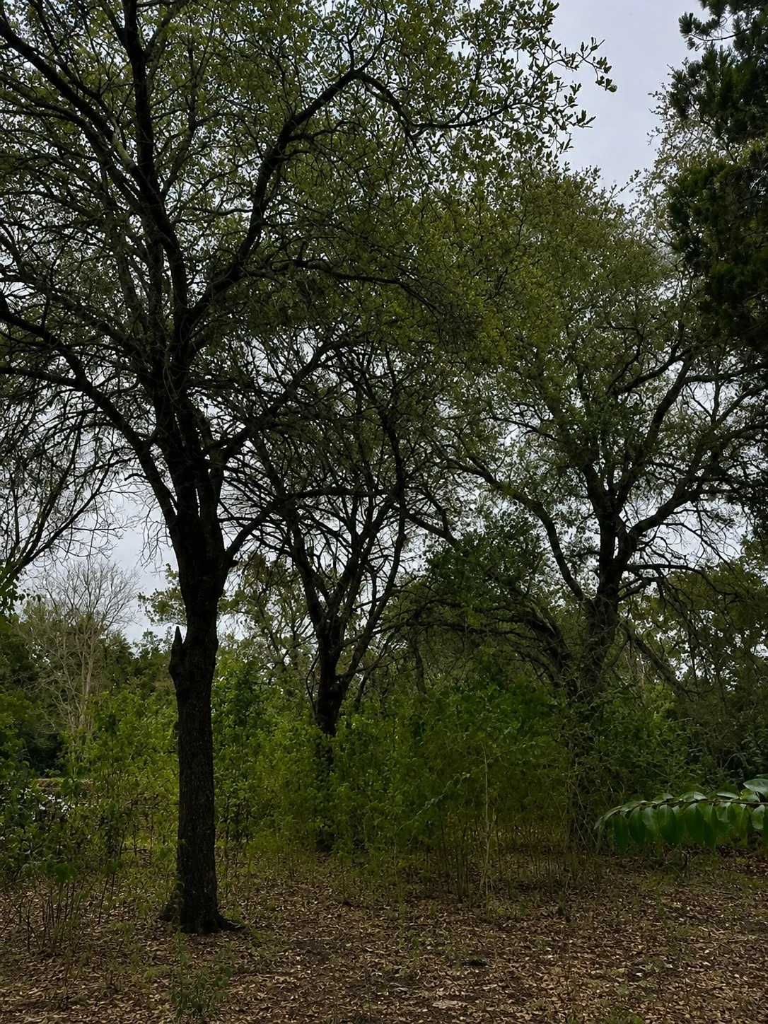 Improved Land For Sale in Hill County , 262 Palomino Loop, Whitney, Texas 76692, 0, 0, Garage spaces, 0 Sqft, built in 0, mls#21165411, Real Estate Agent in Whitney, Homes For Sale in Hill county, Homes For Sale in Whitney, Realtor in Whitney Texas, Real Estate Brokerage Independent Realty Texas, Luminita Cordes Realtor