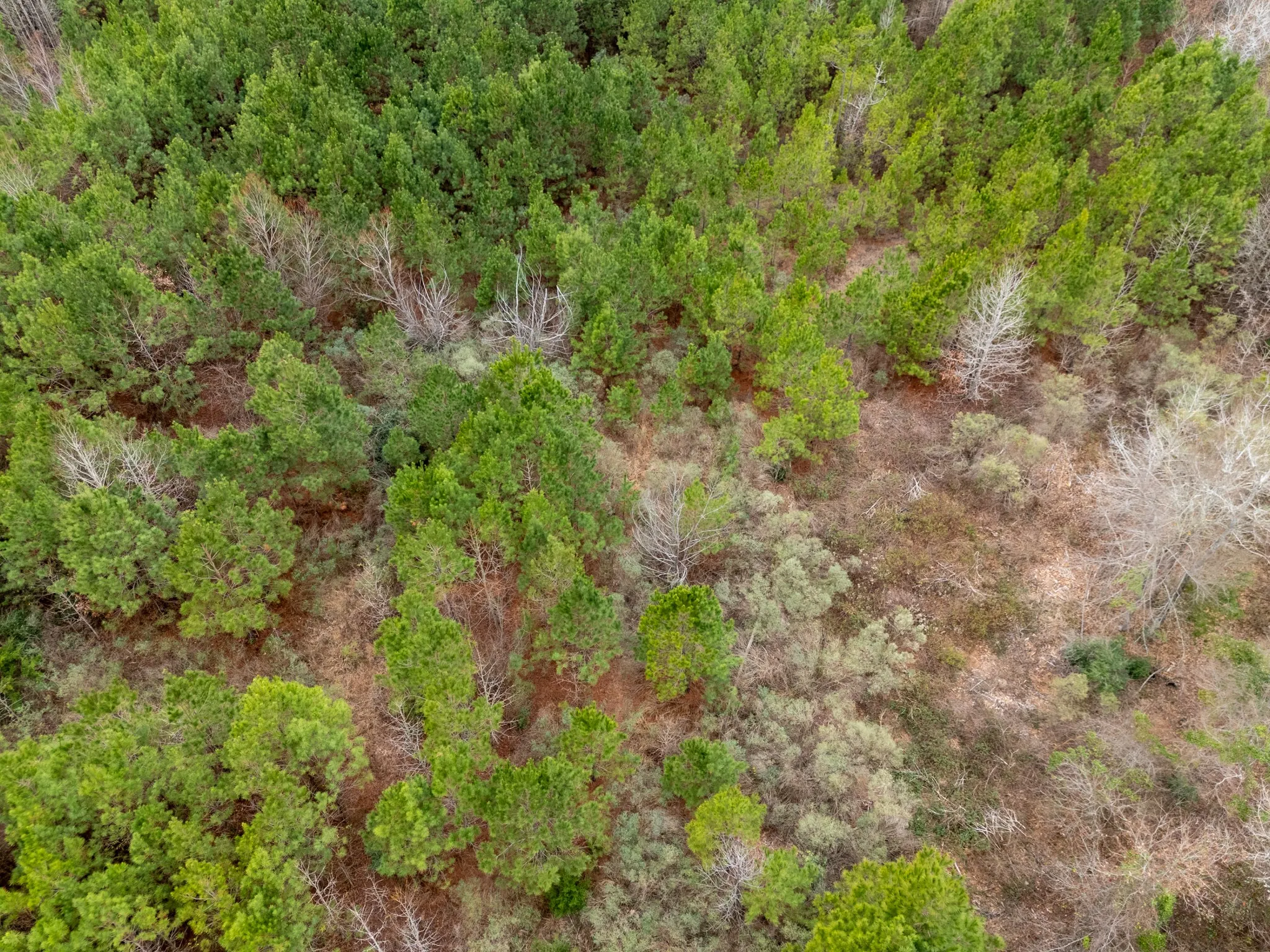 Unimproved Land For Sale in Harrison County , 0 Blocker Road, Marshall, Texas 75672, 0, 0, Garage spaces, 0 Sqft, built in 0, mls#21165793, Real Estate Agent in Marshall, Homes For Sale in Harrison county, Homes For Sale in Marshall, Realtor in Marshall Texas, Real Estate Brokerage Independent Realty Texas, Luminita Cordes Realtor