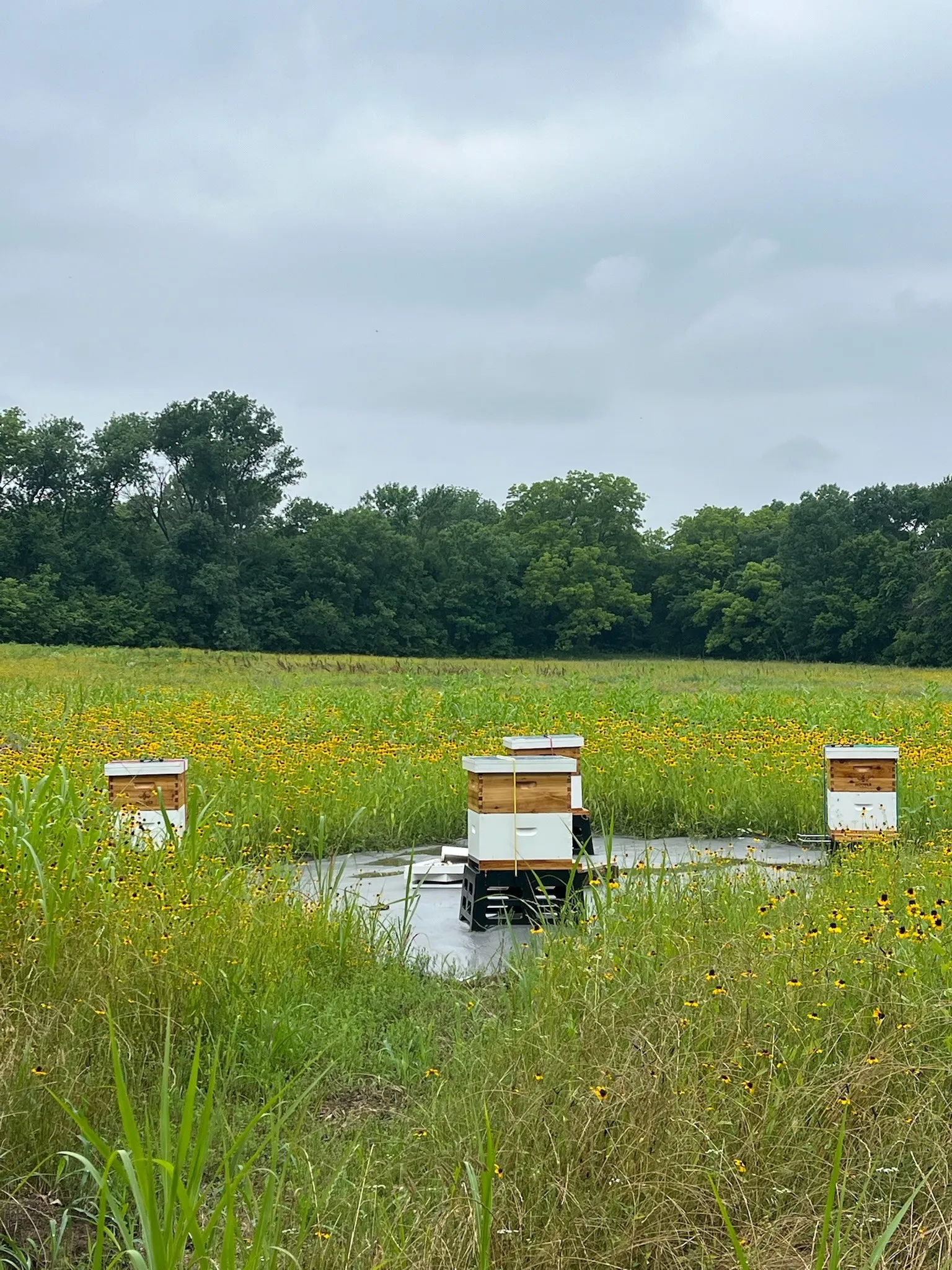 AG Exempt with Bees