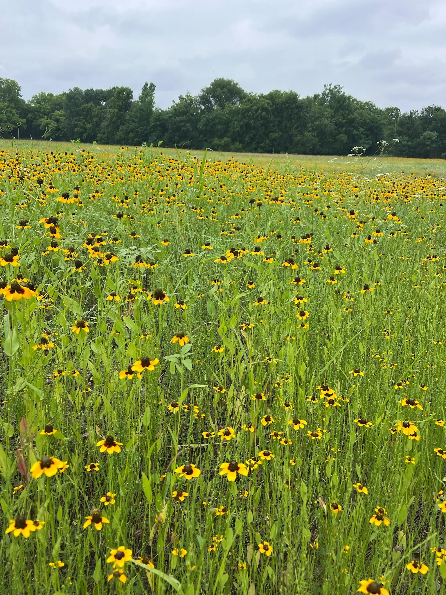 Unimproved Land For Sale in Fannin County , TBD CR 3525, Honey Grove, Texas 75446, 0, 0, Garage spaces, 0 Sqft, built in 0, Price $156,000, mls#21165881, Real Estate Agent in Honey Grove, Homes For Sale in Fannin county, Homes For Sale in Honey Grove, Realtor in Honey Grove Texas, Real Estate Brokerage Independent Realty Texas, Luminita Cordes Realtor