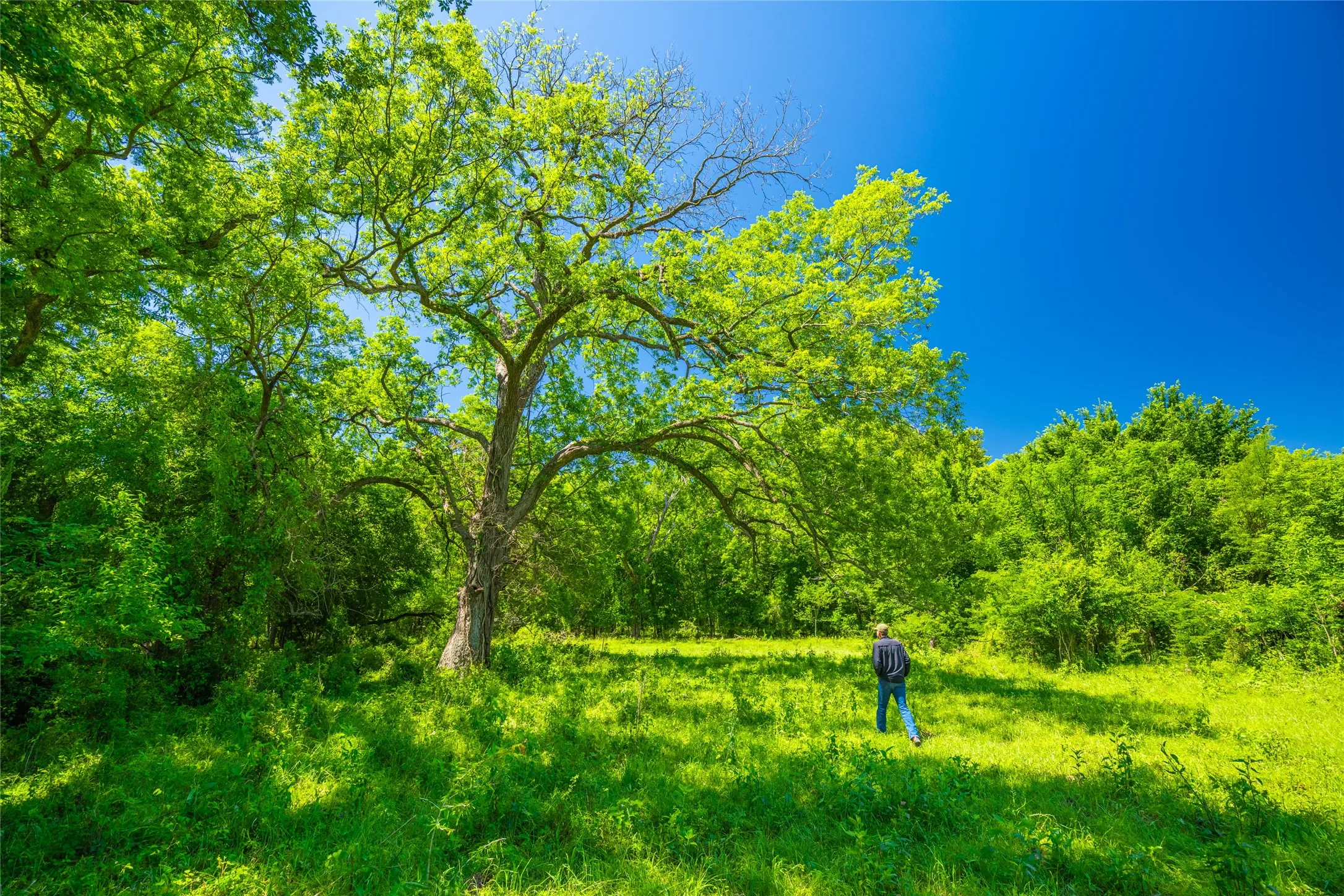 Ranch For Sale in Limestone County , 0 LCR 412, Groesbeck, Texas 76642, 0, 0, Garage spaces, 0 Sqft, built in 0, Price $1,887,000, mls#21166794, Real Estate Agent in Groesbeck, Homes For Sale in Limestone county, Homes For Sale in Groesbeck, Realtor in Groesbeck Texas, Real Estate Brokerage Independent Realty Texas, Luminita Cordes Realtor