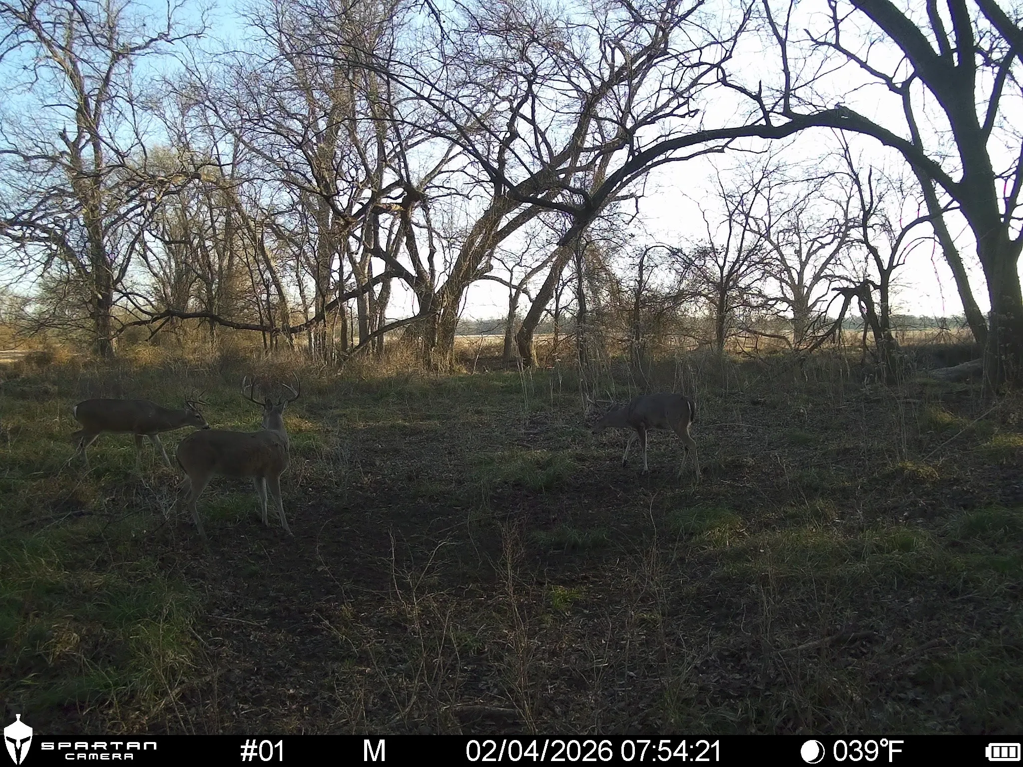 Ranch For Sale in Limestone County , 0 LCR 412, Groesbeck, Texas 76642, 0, 0, Garage spaces, 0 Sqft, built in 0, Price $1,887,000, mls#21166794, Real Estate Agent in Groesbeck, Homes For Sale in Limestone county, Homes For Sale in Groesbeck, Realtor in Groesbeck Texas, Real Estate Brokerage Independent Realty Texas, Luminita Cordes Realtor