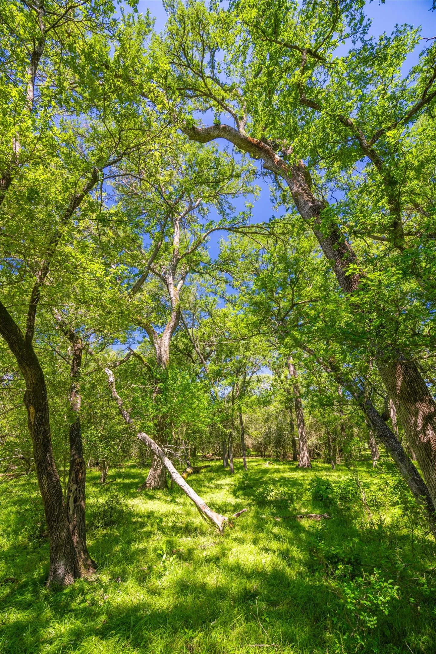 Ranch For Sale in Limestone County , 0 LCR 412, Groesbeck, Texas 76642, 0, 0, Garage spaces, 0 Sqft, built in 0, Price $1,887,000, mls#21166794, Real Estate Agent in Groesbeck, Homes For Sale in Limestone county, Homes For Sale in Groesbeck, Realtor in Groesbeck Texas, Real Estate Brokerage Independent Realty Texas, Luminita Cordes Realtor