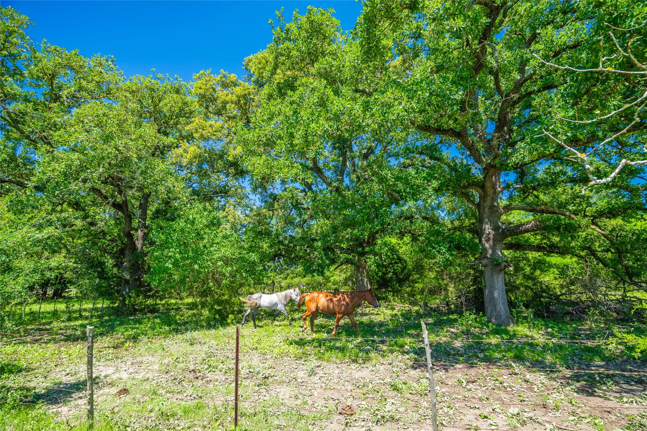 Ranch For Sale in Limestone County , 0 LCR 412, Groesbeck, Texas 76642, 0, 0, Garage spaces, 0 Sqft, built in 0, Price $1,887,000, mls#21166794, Real Estate Agent in Groesbeck, Homes For Sale in Limestone county, Homes For Sale in Groesbeck, Realtor in Groesbeck Texas, Real Estate Brokerage Independent Realty Texas, Luminita Cordes Realtor