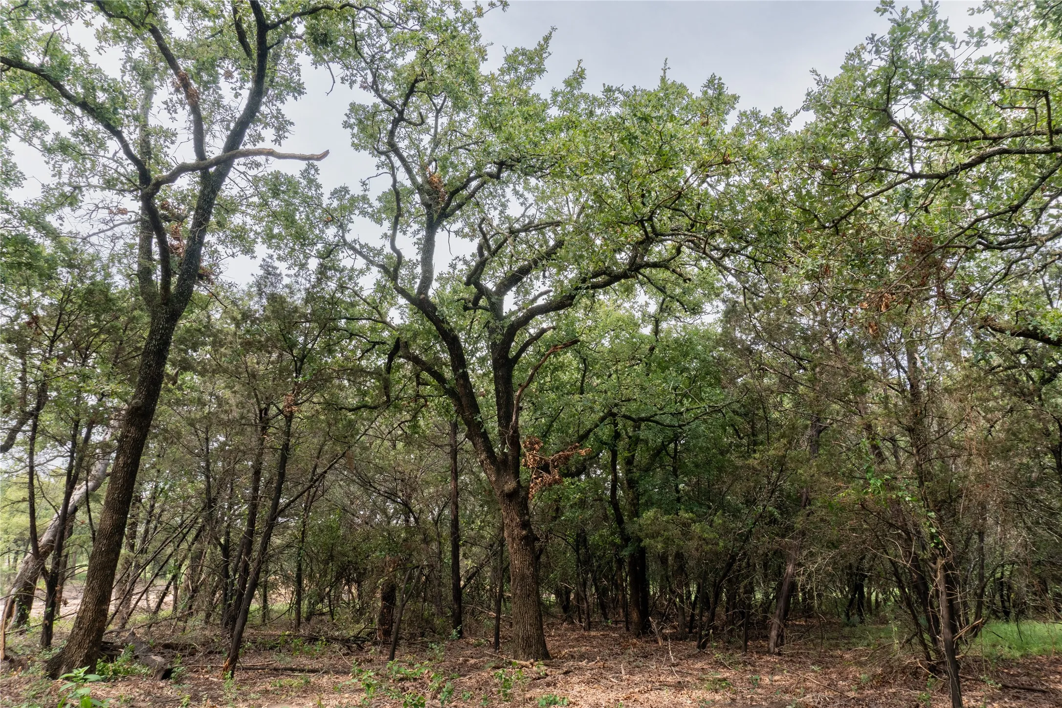 Unimproved Land For Sale in Hood County , 4750 Coleman Ranch Road, Tolar, Texas 76476, 0, 0, Garage spaces, 0 Sqft, built in 0, mls#21168572, Real Estate Agent in Tolar, Homes For Sale in Hood county, Homes For Sale in Tolar, Realtor in Tolar Texas, Real Estate Brokerage Independent Realty Texas, Luminita Cordes Realtor