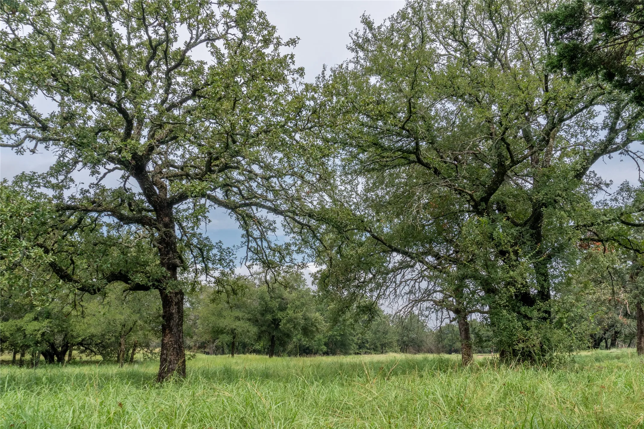 Unimproved Land For Sale in Hood County , 4750 Coleman Ranch Road, Tolar, Texas 76476, 0, 0, Garage spaces, 0 Sqft, built in 0, mls#21168572, Real Estate Agent in Tolar, Homes For Sale in Hood county, Homes For Sale in Tolar, Realtor in Tolar Texas, Real Estate Brokerage Independent Realty Texas, Luminita Cordes Realtor