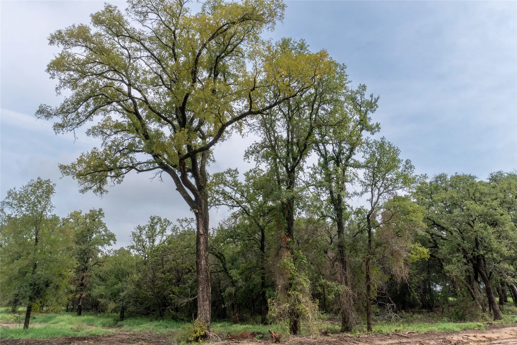 Unimproved Land For Sale in Hood County , 4750 Coleman Ranch Road, Tolar, Texas 76476, 0, 0, Garage spaces, 0 Sqft, built in 0, mls#21168572, Real Estate Agent in Tolar, Homes For Sale in Hood county, Homes For Sale in Tolar, Realtor in Tolar Texas, Real Estate Brokerage Independent Realty Texas, Luminita Cordes Realtor