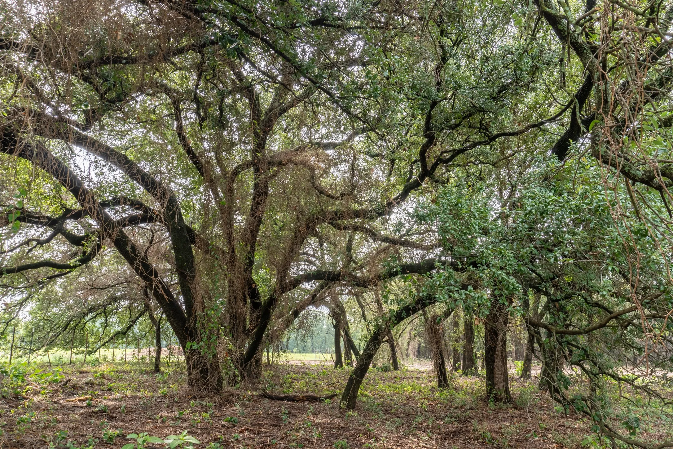 Unimproved Land For Sale in Hood County , 4750 Coleman Ranch Road, Tolar, Texas 76476, 0, 0, Garage spaces, 0 Sqft, built in 0, mls#21168572, Real Estate Agent in Tolar, Homes For Sale in Hood county, Homes For Sale in Tolar, Realtor in Tolar Texas, Real Estate Brokerage Independent Realty Texas, Luminita Cordes Realtor