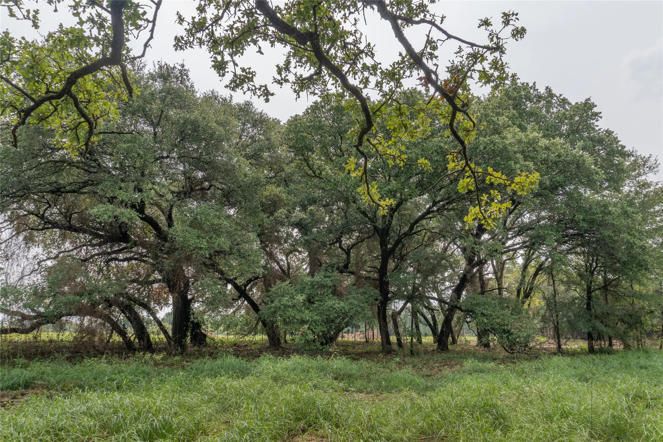 Unimproved Land For Sale in Hood County , 4750 Coleman Ranch Road, Tolar, Texas 76476, 0, 0, Garage spaces, 0 Sqft, built in 0, mls#21168572, Real Estate Agent in Tolar, Homes For Sale in Hood county, Homes For Sale in Tolar, Realtor in Tolar Texas, Real Estate Brokerage Independent Realty Texas, Luminita Cordes Realtor