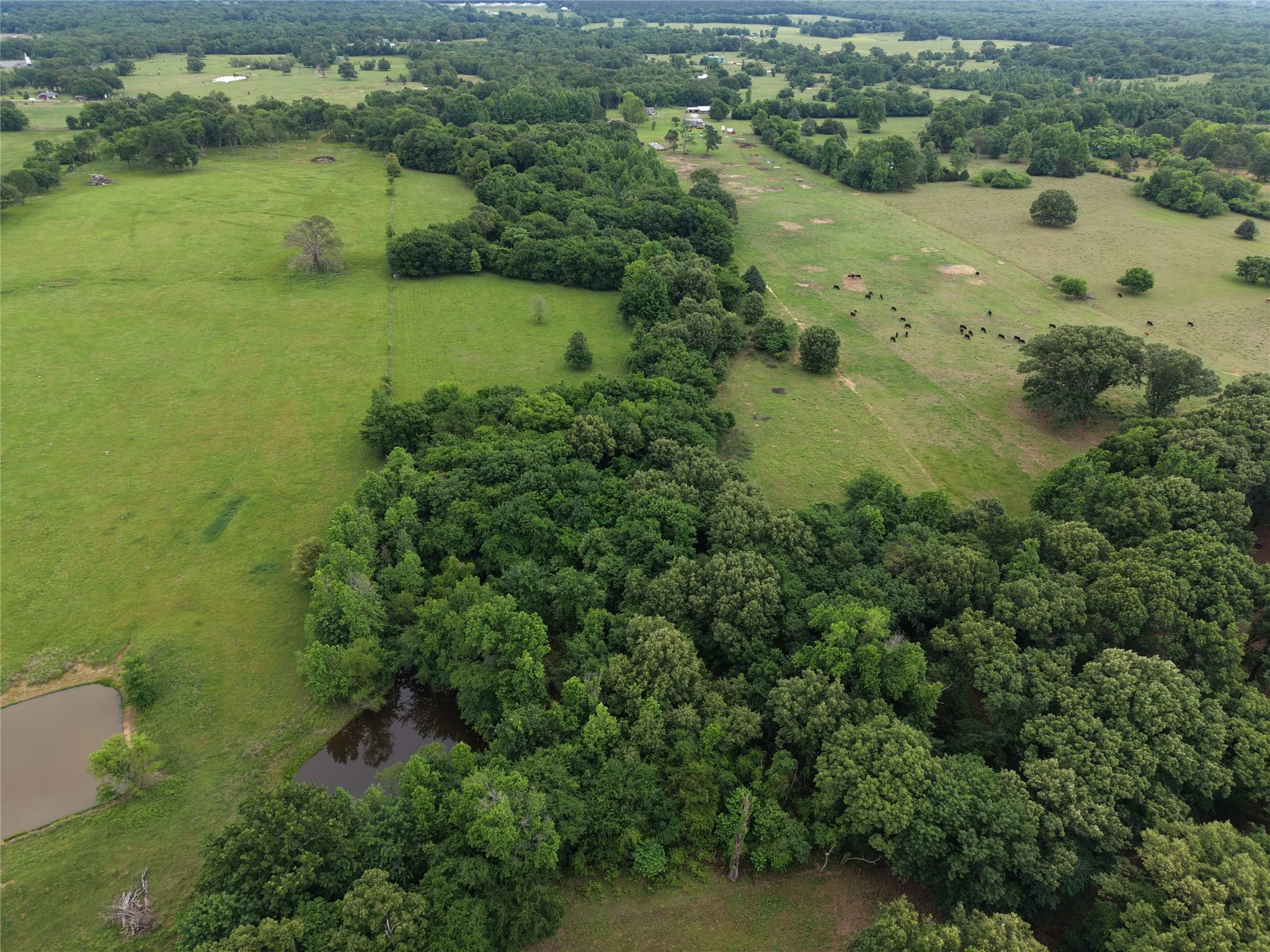Unimproved Land For Sale in Hopkins County , 00 County Road 2437, Como, Texas 75431, 0, 0, Garage spaces, 0 Sqft, built in 0, Price $265,000, mls#21164887, Real Estate Agent in Como, Homes For Sale in Hopkins county, Homes For Sale in Como, Realtor in Como Texas, Real Estate Brokerage Independent Realty Texas, Luminita Cordes Realtor