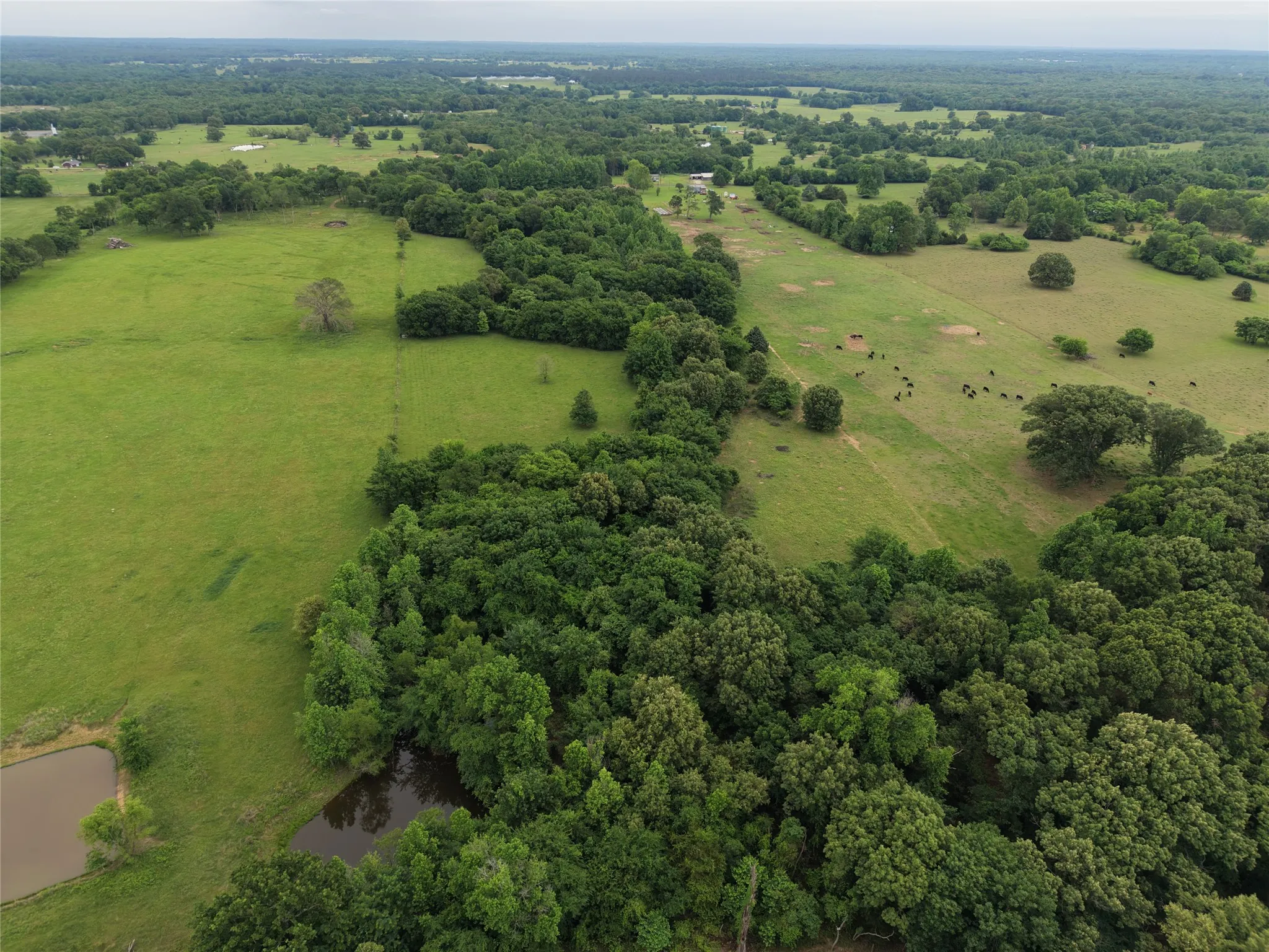 Unimproved Land For Sale in Hopkins County , 00 County Road 2437, Como, Texas 75431, 0, 0, Garage spaces, 0 Sqft, built in 0, Price $265,000, mls#21164887, Real Estate Agent in Como, Homes For Sale in Hopkins county, Homes For Sale in Como, Realtor in Como Texas, Real Estate Brokerage Independent Realty Texas, Luminita Cordes Realtor