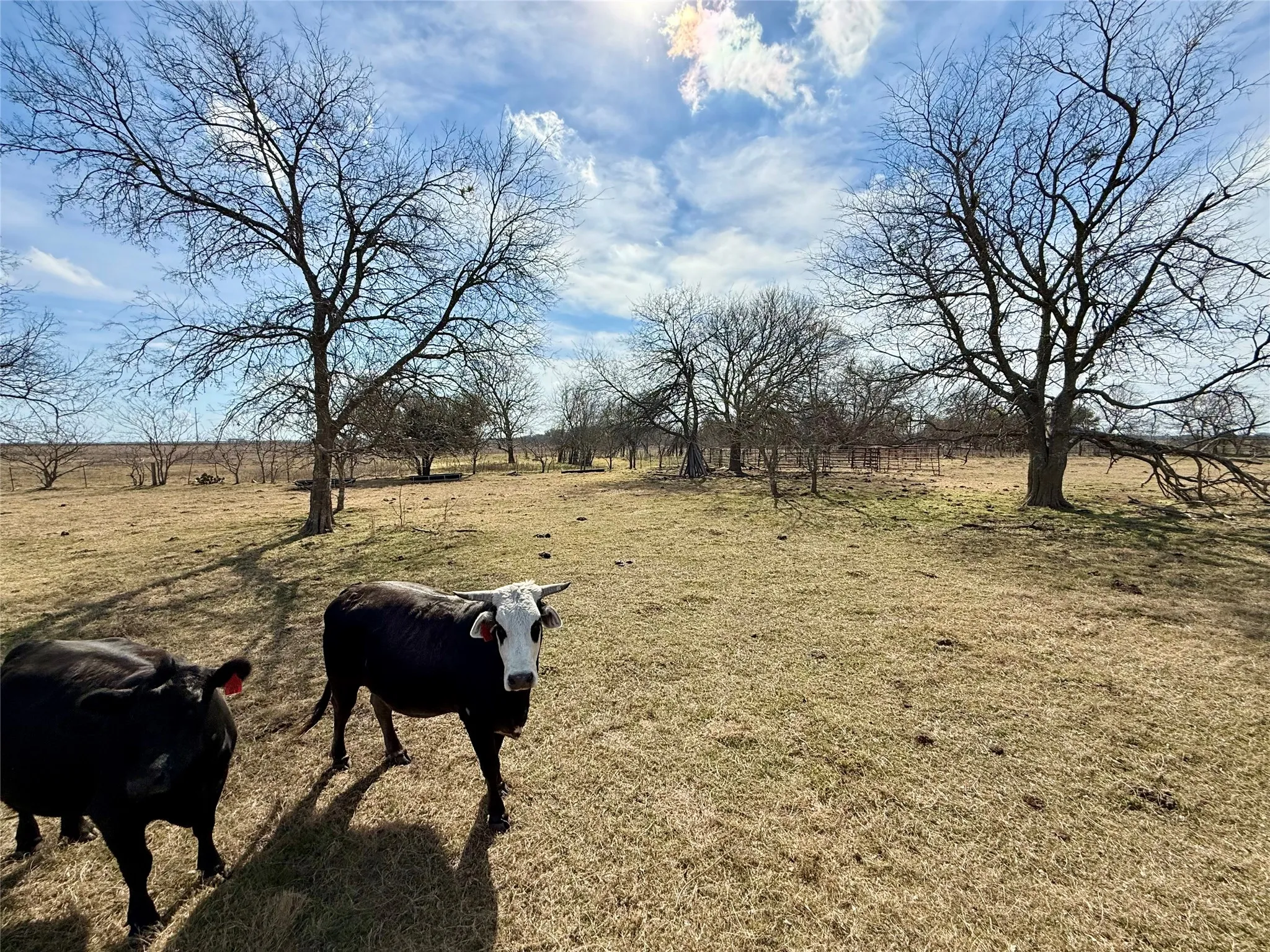 Unimproved Land For Sale in Limestone County , TBD County Road 656, Thornton, Texas 76687, 0, 0, Garage spaces, 0 Sqft, built in 0, Price $230,000, mls#21169502, Real Estate Agent in Thornton, Homes For Sale in Limestone county, Homes For Sale in Thornton, Realtor in Thornton Texas, Real Estate Brokerage Independent Realty Texas, Luminita Cordes Realtor