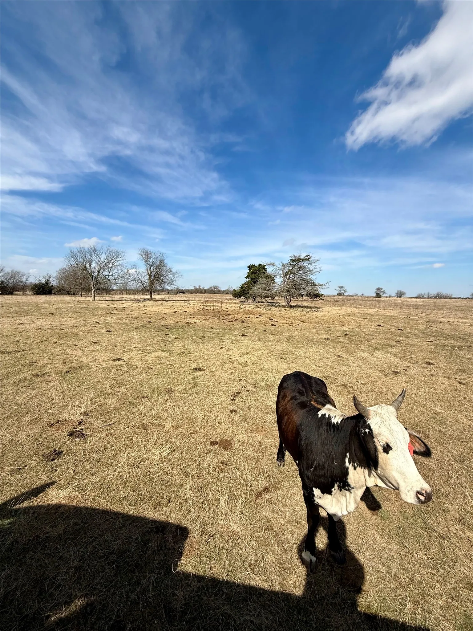 Unimproved Land For Sale in Limestone County , TBD County Road 656, Thornton, Texas 76687, 0, 0, Garage spaces, 0 Sqft, built in 0, Price $230,000, mls#21169502, Real Estate Agent in Thornton, Homes For Sale in Limestone county, Homes For Sale in Thornton, Realtor in Thornton Texas, Real Estate Brokerage Independent Realty Texas, Luminita Cordes Realtor
