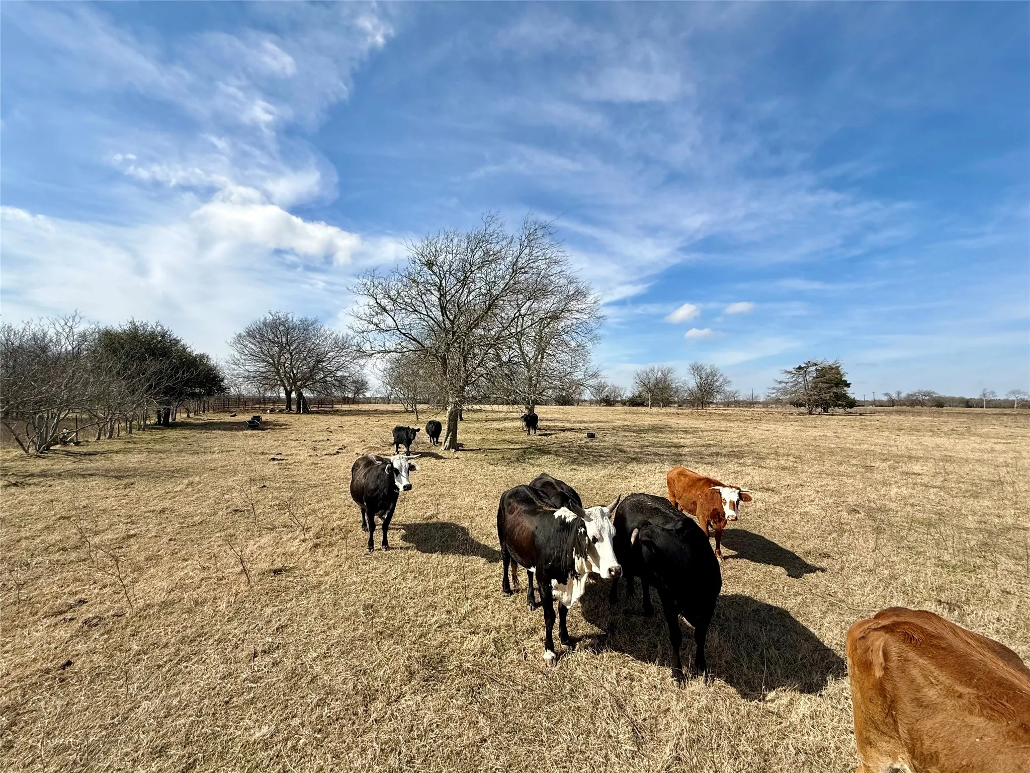 Unimproved Land For Sale in Limestone County , TBD County Road 656, Thornton, Texas 76687, 0, 0, Garage spaces, 0 Sqft, built in 0, Price $230,000, mls#21169502, Real Estate Agent in Thornton, Homes For Sale in Limestone county, Homes For Sale in Thornton, Realtor in Thornton Texas, Real Estate Brokerage Independent Realty Texas, Luminita Cordes Realtor