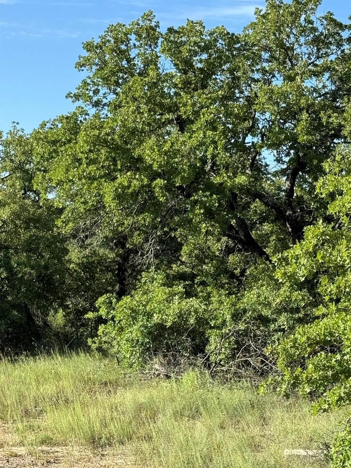 Unimproved Land For Sale in Montague County , 8801 Tx-59, Bowie, Texas 76230, 0, 0, Garage spaces, 0 Sqft, built in 0, Price $282,720, mls#21154343, Real Estate Agent in Bowie, Homes For Sale in Montague county, Homes For Sale in Bowie, Realtor in Bowie Texas, Real Estate Brokerage Independent Realty Texas, Luminita Cordes Realtor