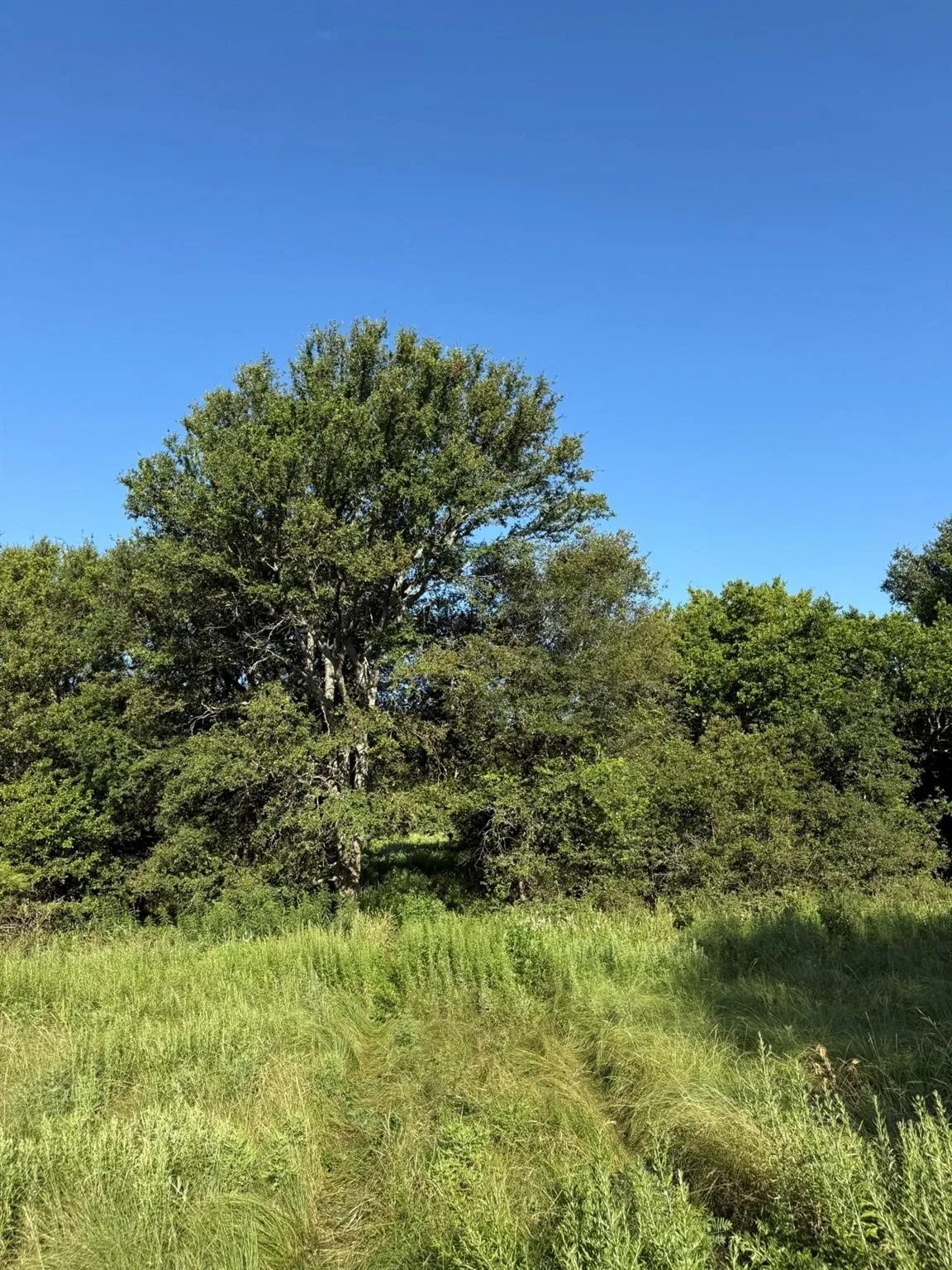 Unimproved Land For Sale in Montague County , 8801 Tx-59, Bowie, Texas 76230, 0, 0, Garage spaces, 0 Sqft, built in 0, Price $282,720, mls#21154343, Real Estate Agent in Bowie, Homes For Sale in Montague county, Homes For Sale in Bowie, Realtor in Bowie Texas, Real Estate Brokerage Independent Realty Texas, Luminita Cordes Realtor