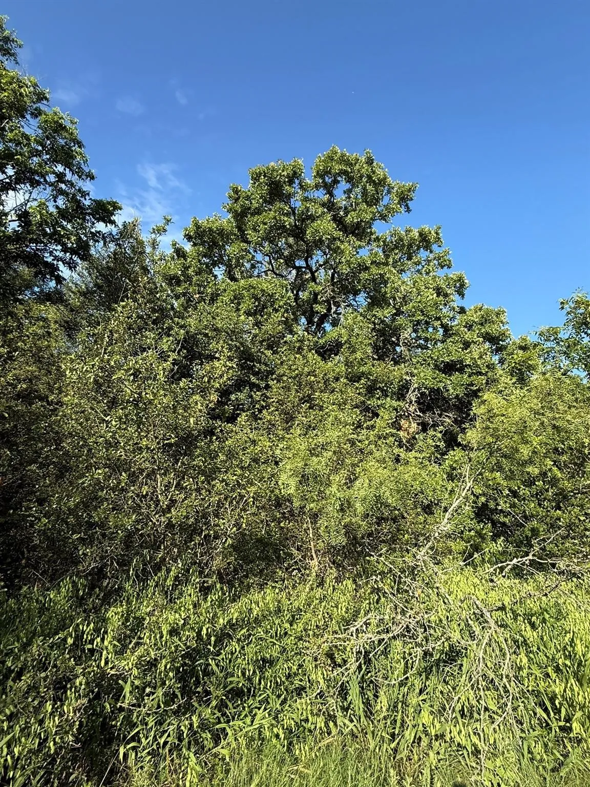 Unimproved Land For Sale in Montague County , 8801 Tx-59, Bowie, Texas 76230, 0, 0, Garage spaces, 0 Sqft, built in 0, Price $282,720, mls#21154343, Real Estate Agent in Bowie, Homes For Sale in Montague county, Homes For Sale in Bowie, Realtor in Bowie Texas, Real Estate Brokerage Independent Realty Texas, Luminita Cordes Realtor