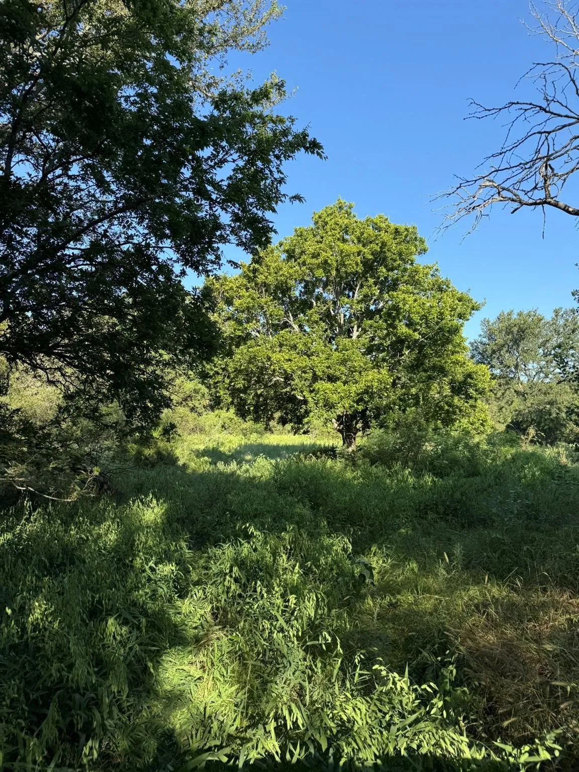 Unimproved Land For Sale in Montague County , 8801 Tx-59, Bowie, Texas 76230, 0, 0, Garage spaces, 0 Sqft, built in 0, Price $282,720, mls#21154343, Real Estate Agent in Bowie, Homes For Sale in Montague county, Homes For Sale in Bowie, Realtor in Bowie Texas, Real Estate Brokerage Independent Realty Texas, Luminita Cordes Realtor