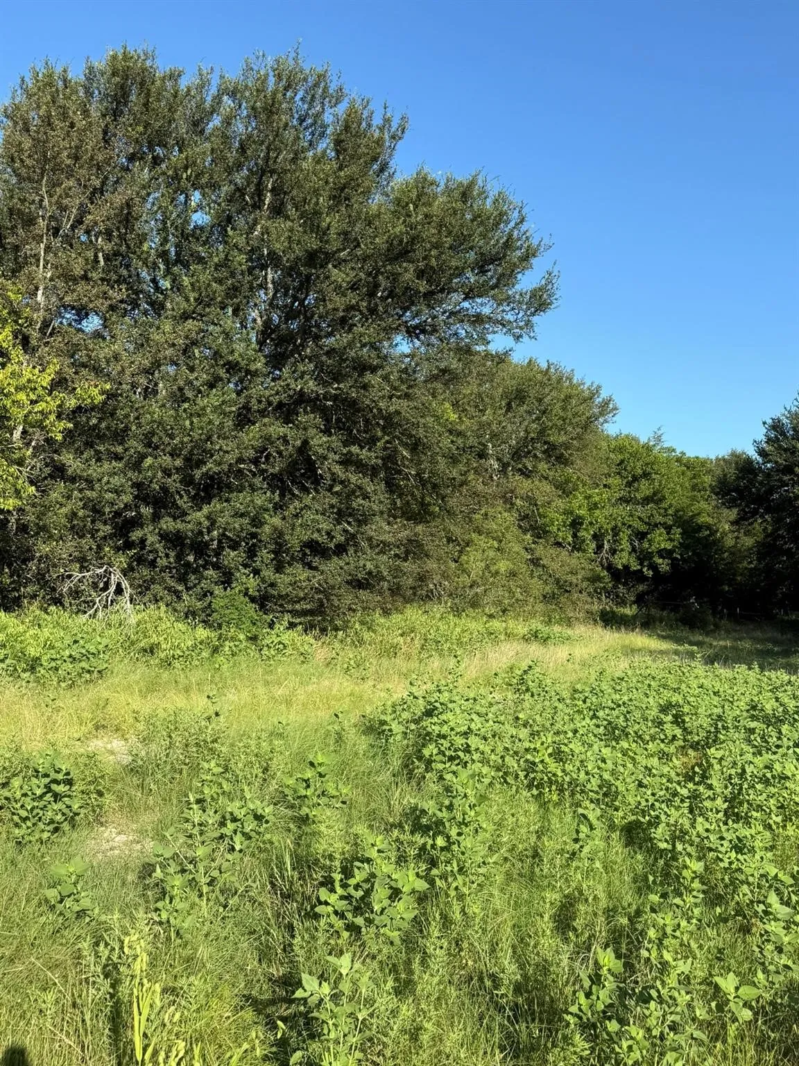 Unimproved Land For Sale in Montague County , 8801 Tx-59, Bowie, Texas 76230, 0, 0, Garage spaces, 0 Sqft, built in 0, Price $282,720, mls#21154343, Real Estate Agent in Bowie, Homes For Sale in Montague county, Homes For Sale in Bowie, Realtor in Bowie Texas, Real Estate Brokerage Independent Realty Texas, Luminita Cordes Realtor