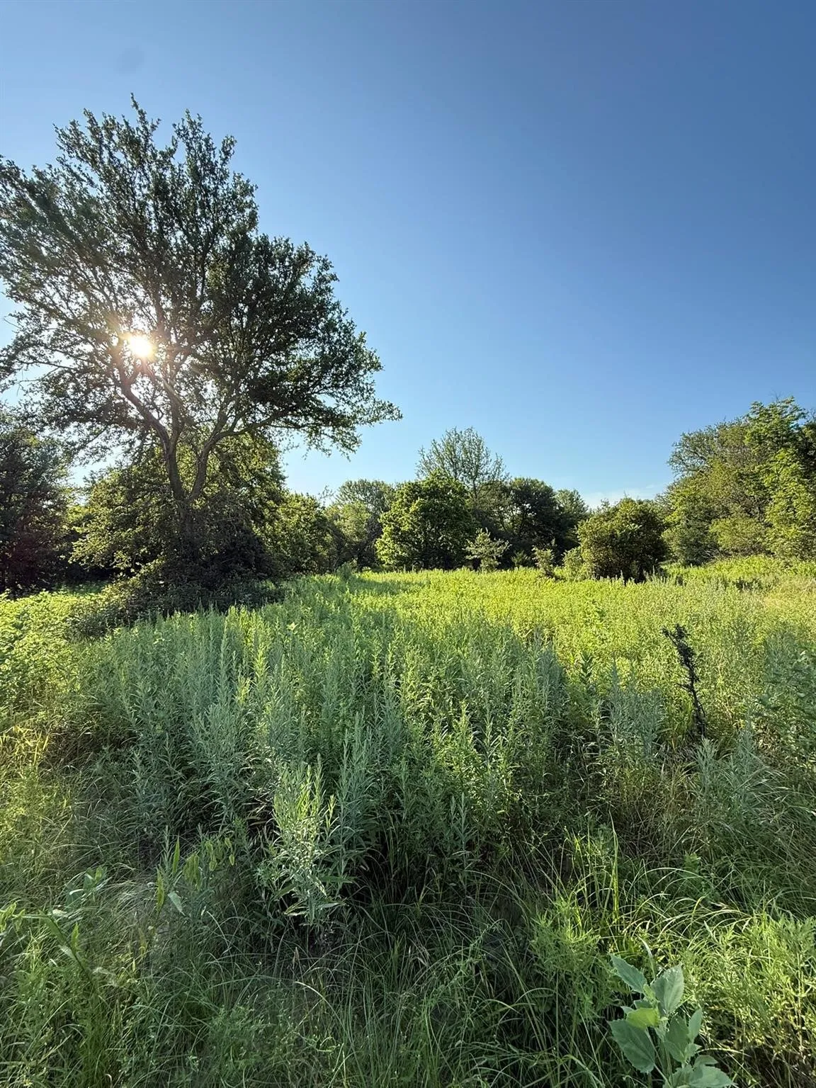 Unimproved Land For Sale in Montague County , 8801 Tx-59, Bowie, Texas 76230, 0, 0, Garage spaces, 0 Sqft, built in 0, Price $282,720, mls#21154343, Real Estate Agent in Bowie, Homes For Sale in Montague county, Homes For Sale in Bowie, Realtor in Bowie Texas, Real Estate Brokerage Independent Realty Texas, Luminita Cordes Realtor