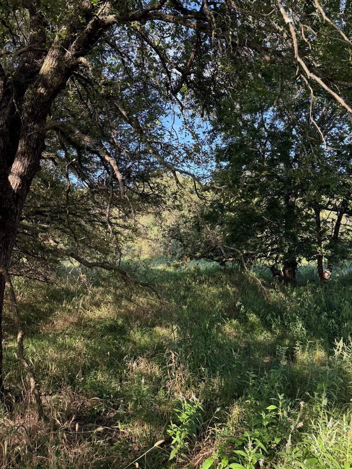 Unimproved Land For Sale in Montague County , 8801 Tx-59, Bowie, Texas 76230, 0, 0, Garage spaces, 0 Sqft, built in 0, Price $282,720, mls#21154343, Real Estate Agent in Bowie, Homes For Sale in Montague county, Homes For Sale in Bowie, Realtor in Bowie Texas, Real Estate Brokerage Independent Realty Texas, Luminita Cordes Realtor