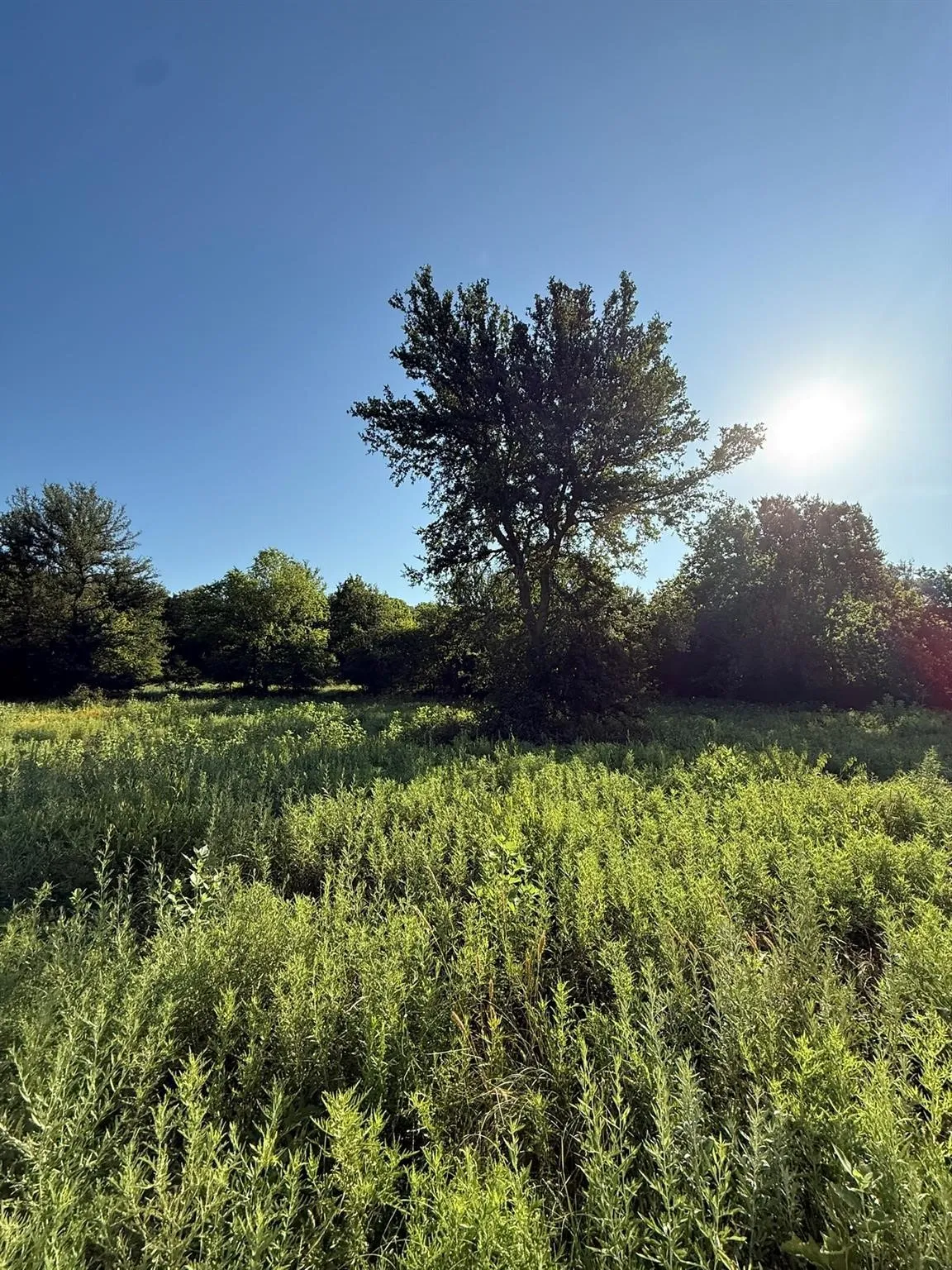 Unimproved Land For Sale in Montague County , 8801 Tx-59, Bowie, Texas 76230, 0, 0, Garage spaces, 0 Sqft, built in 0, Price $282,720, mls#21154343, Real Estate Agent in Bowie, Homes For Sale in Montague county, Homes For Sale in Bowie, Realtor in Bowie Texas, Real Estate Brokerage Independent Realty Texas, Luminita Cordes Realtor