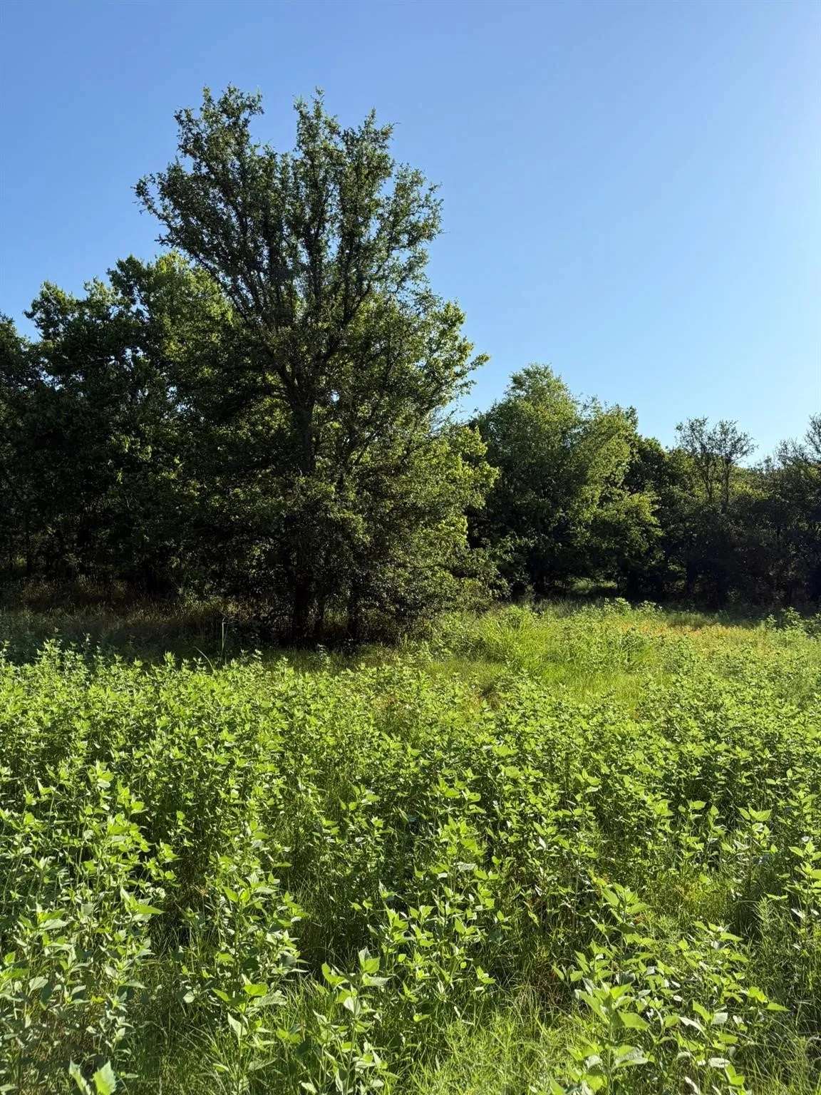 Unimproved Land For Sale in Montague County , 8801 Tx-59, Bowie, Texas 76230, 0, 0, Garage spaces, 0 Sqft, built in 0, Price $282,720, mls#21154343, Real Estate Agent in Bowie, Homes For Sale in Montague county, Homes For Sale in Bowie, Realtor in Bowie Texas, Real Estate Brokerage Independent Realty Texas, Luminita Cordes Realtor