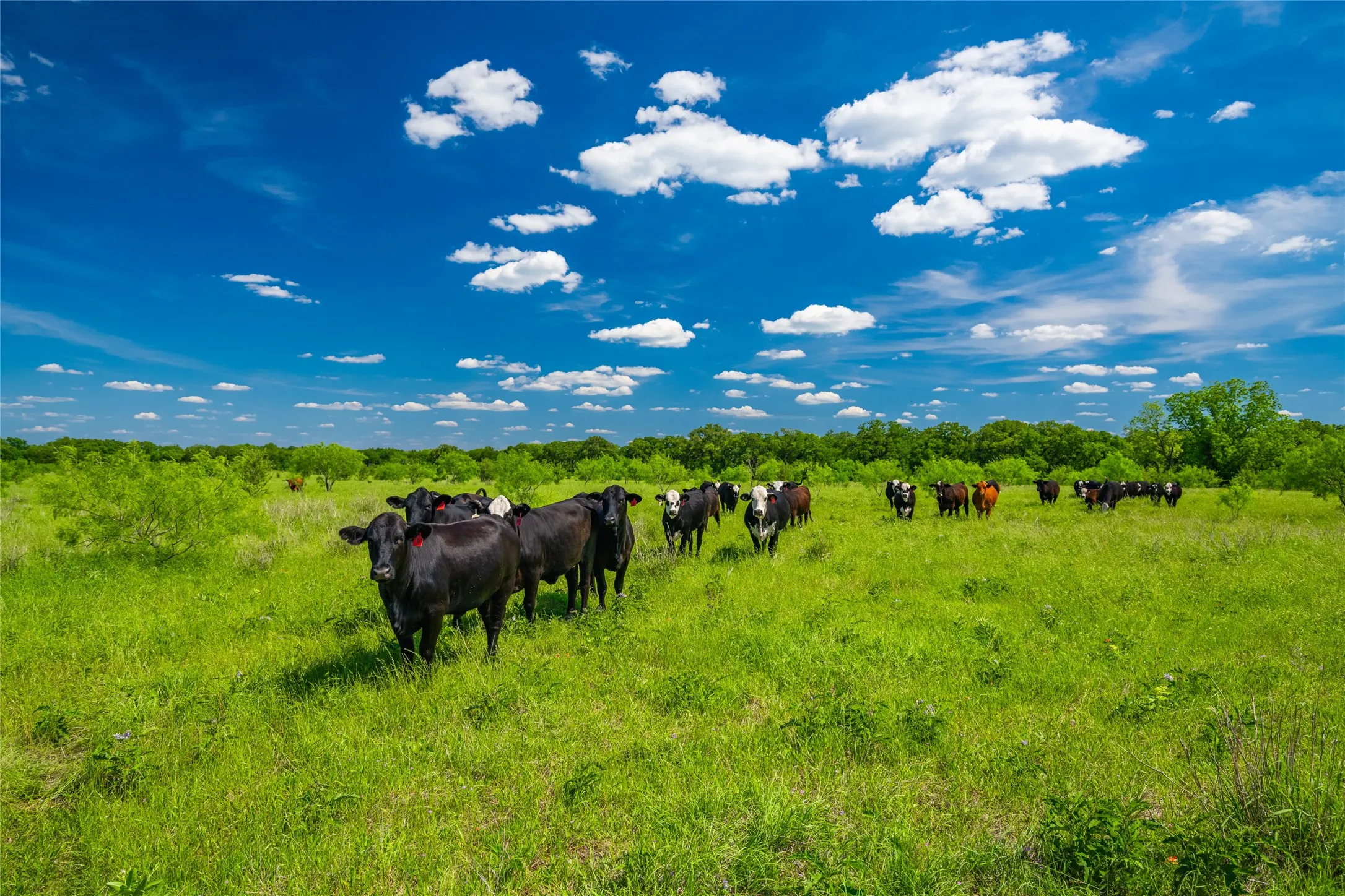 Unimproved Land For Sale in Limestone County , 0 Highway 14, Groesbeck, Texas 76642, 0, 0, Garage spaces, 0 Sqft, built in 0, Price $1,341,000, mls#21169877, Real Estate Agent in Groesbeck, Homes For Sale in Limestone county, Homes For Sale in Groesbeck, Realtor in Groesbeck Texas, Real Estate Brokerage Independent Realty Texas, Luminita Cordes Realtor