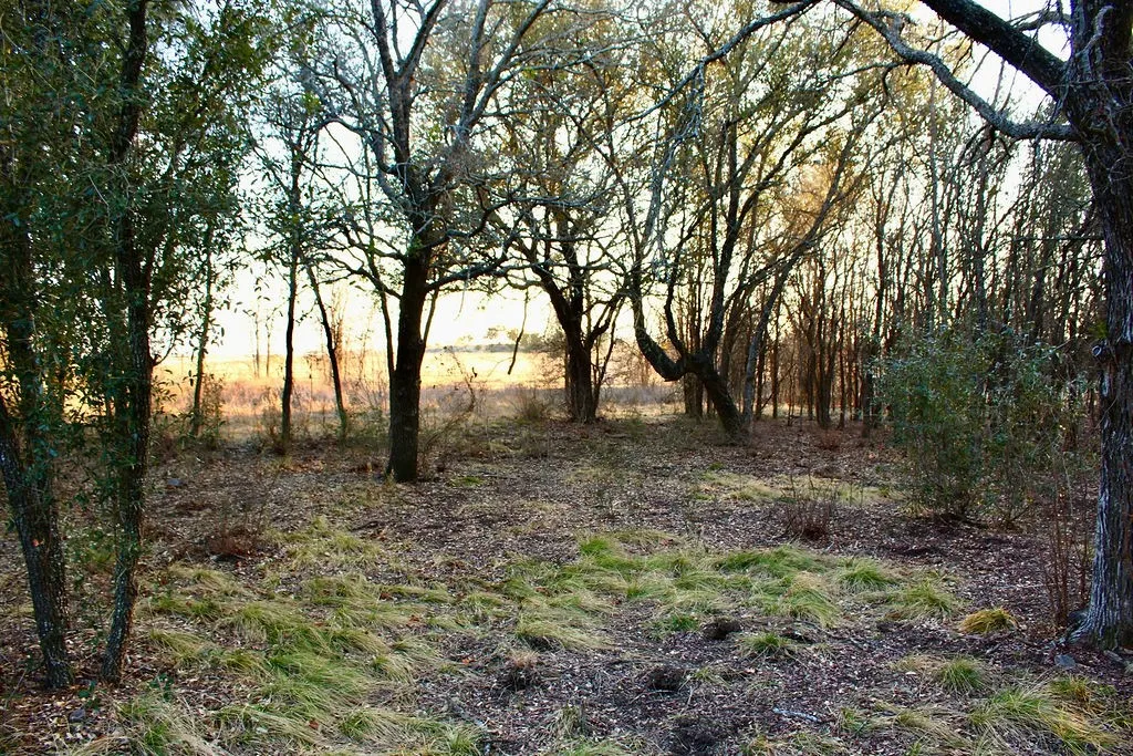 View of local wilderness