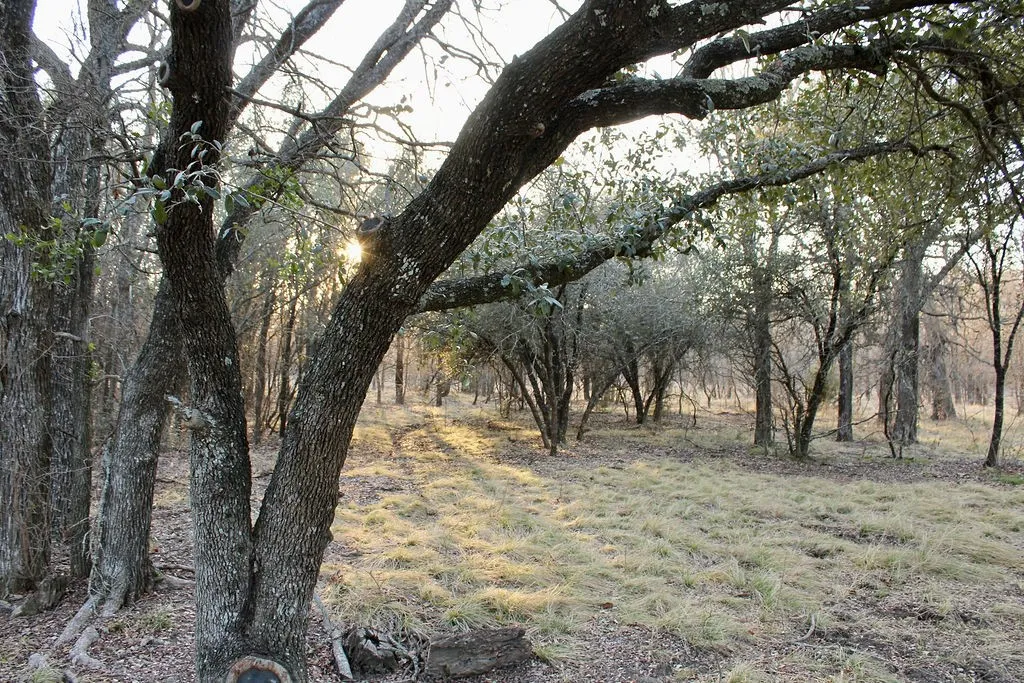 View of nature