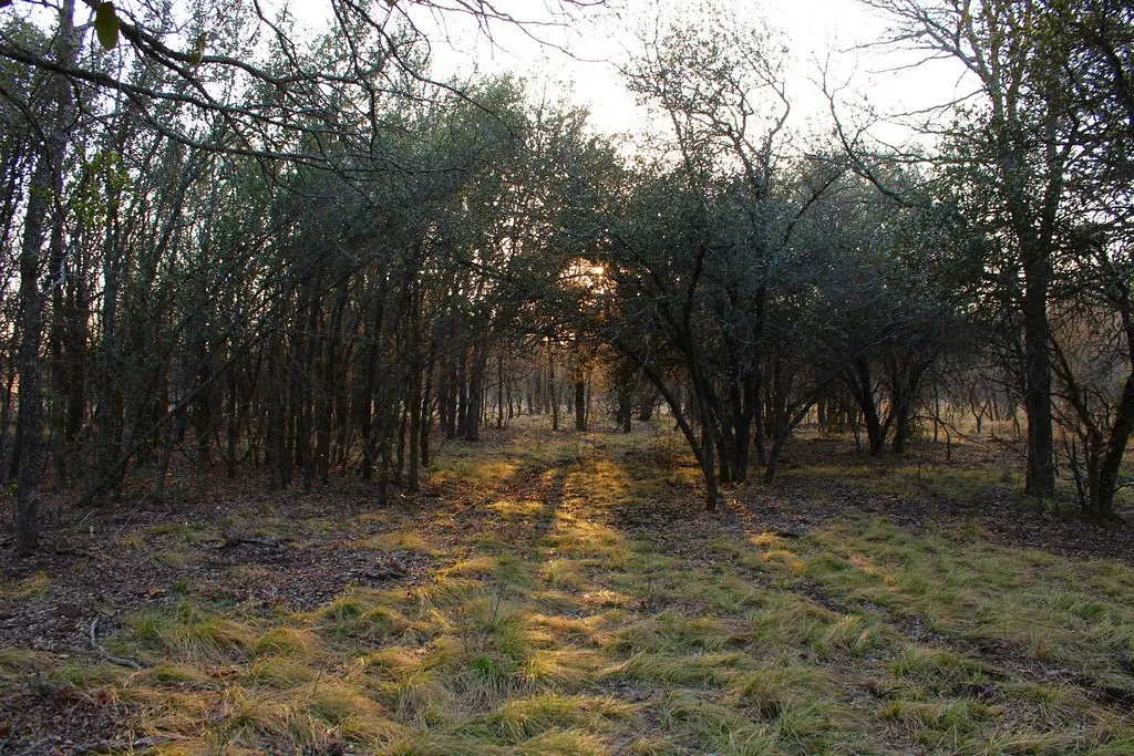 View of undeveloped land