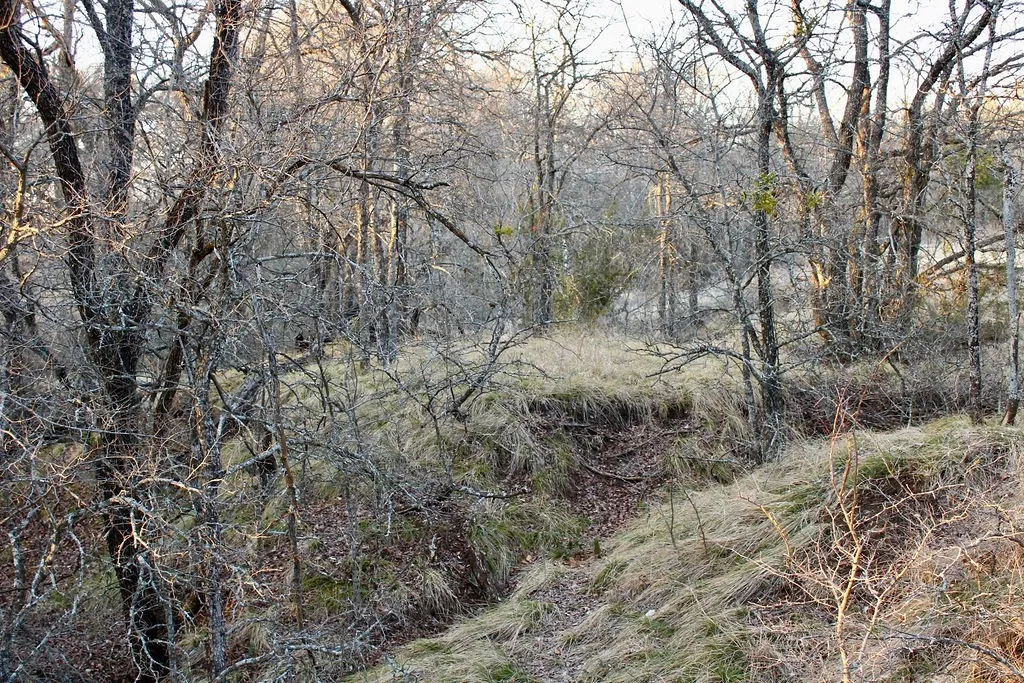 View of local wilderness