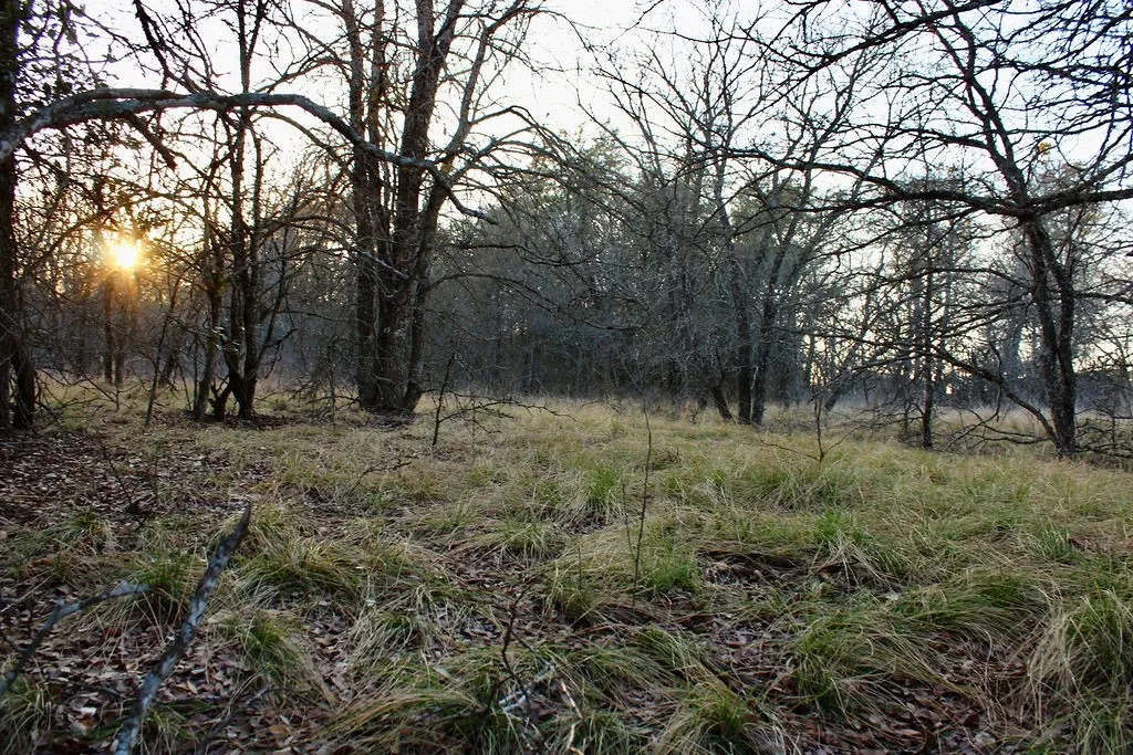 View of undeveloped land