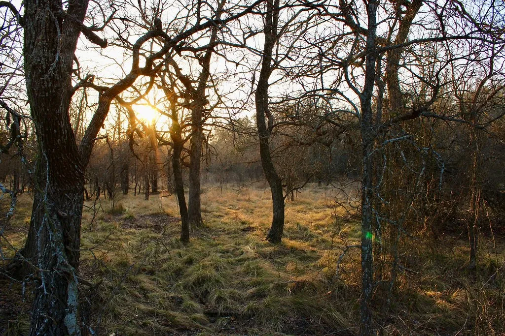 View of nature at dusk