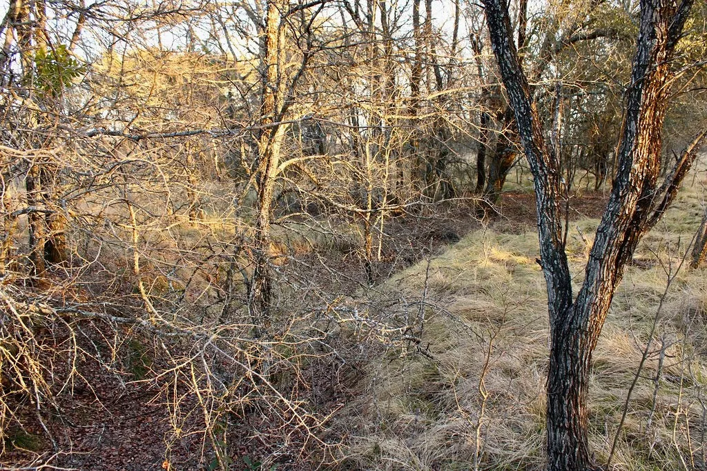 View of undeveloped land