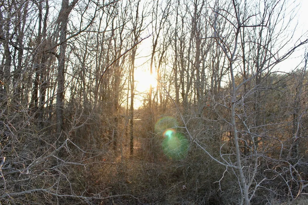 View of nature at dusk