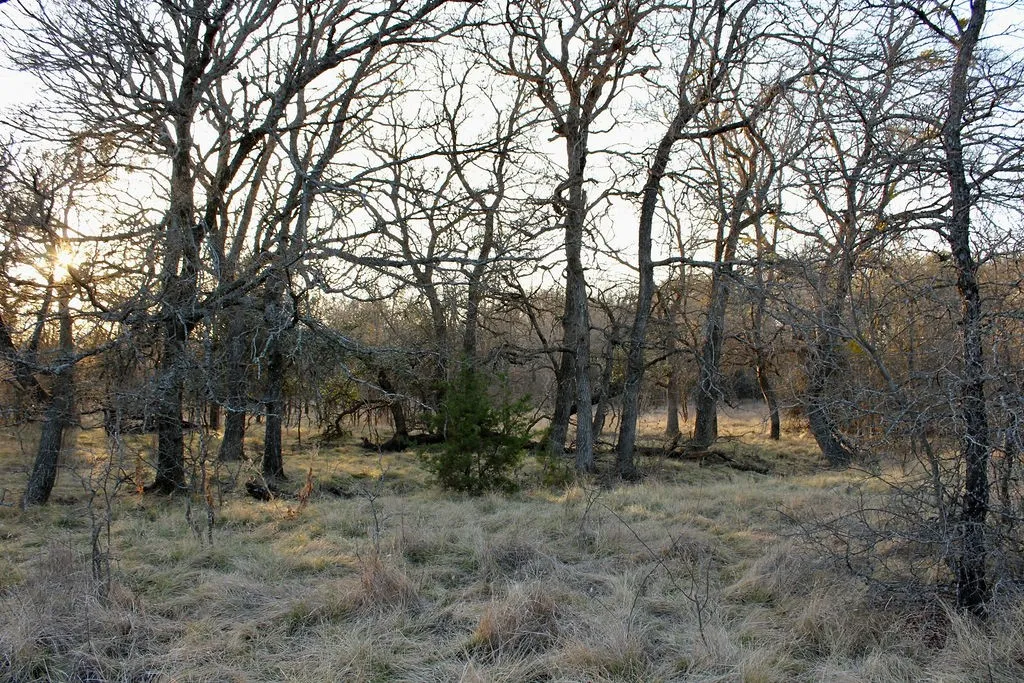View of local wilderness