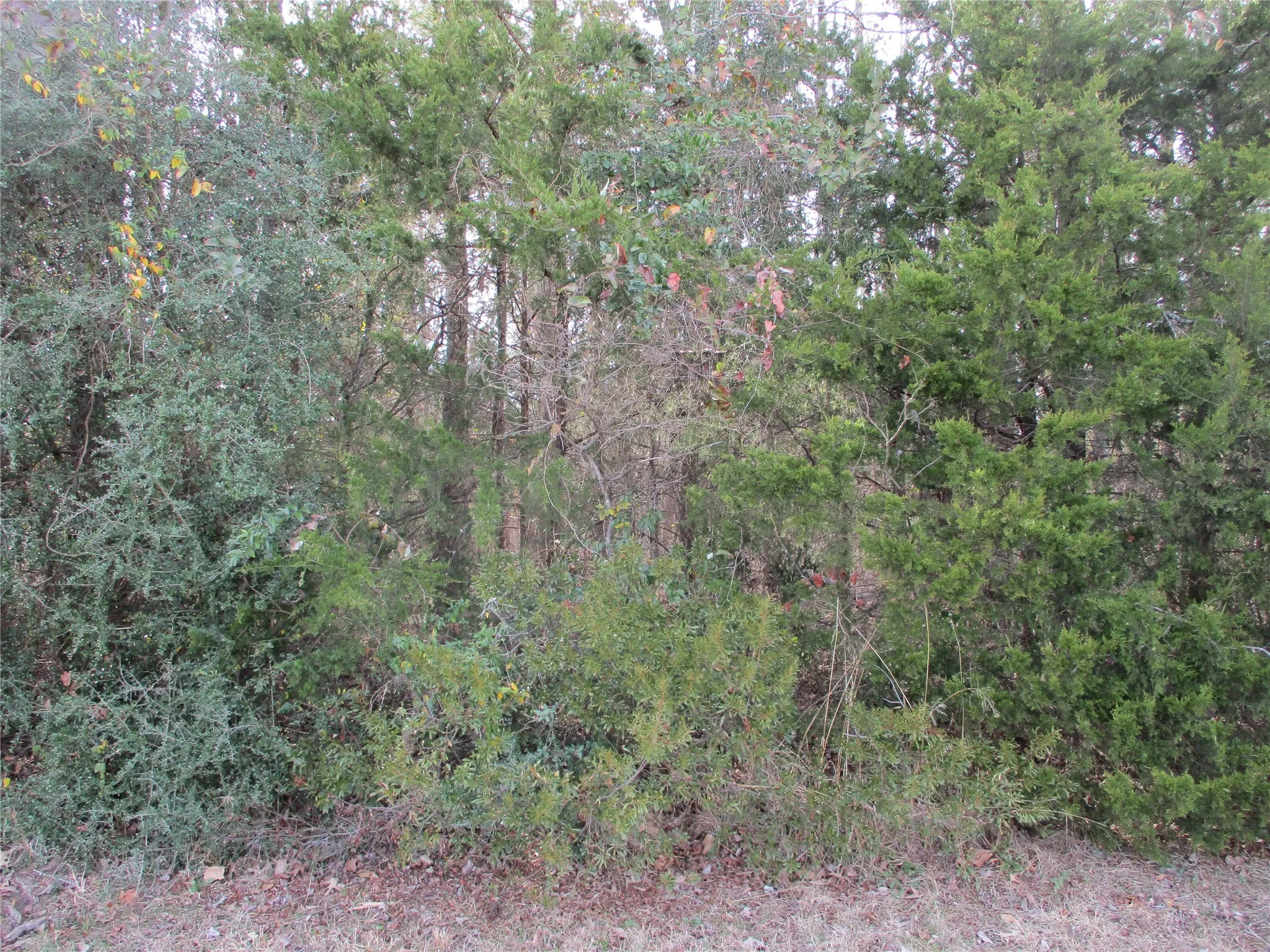 Unimproved Land For Sale in Wood County , TBD Wood County Road 2958, Alba, Texas 75410, 0, 0, Garage spaces, 0 Sqft, built in 0, mls#21171435, Real Estate Agent in Alba, Homes For Sale in Wood county, Homes For Sale in Alba, Realtor in Alba Texas, Real Estate Brokerage Independent Realty Texas, Luminita Cordes Realtor