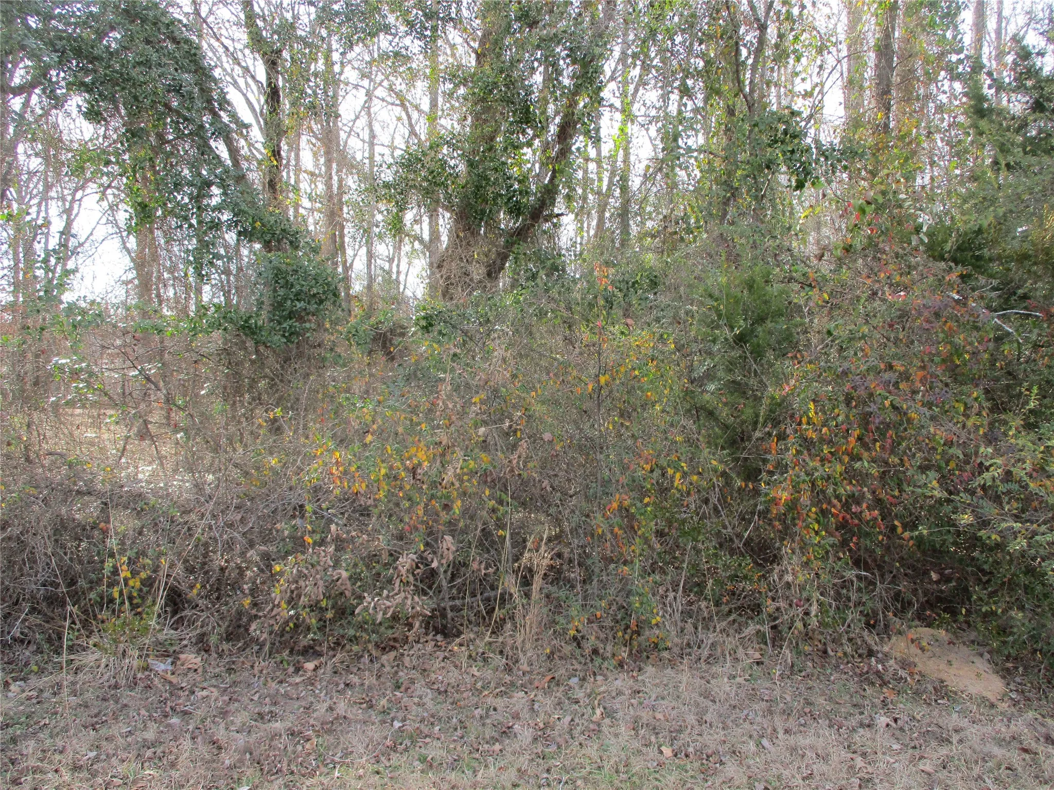 Unimproved Land For Sale in Wood County , TBD Wood County Road 2958, Alba, Texas 75410, 0, 0, Garage spaces, 0 Sqft, built in 0, mls#21171435, Real Estate Agent in Alba, Homes For Sale in Wood county, Homes For Sale in Alba, Realtor in Alba Texas, Real Estate Brokerage Independent Realty Texas, Luminita Cordes Realtor