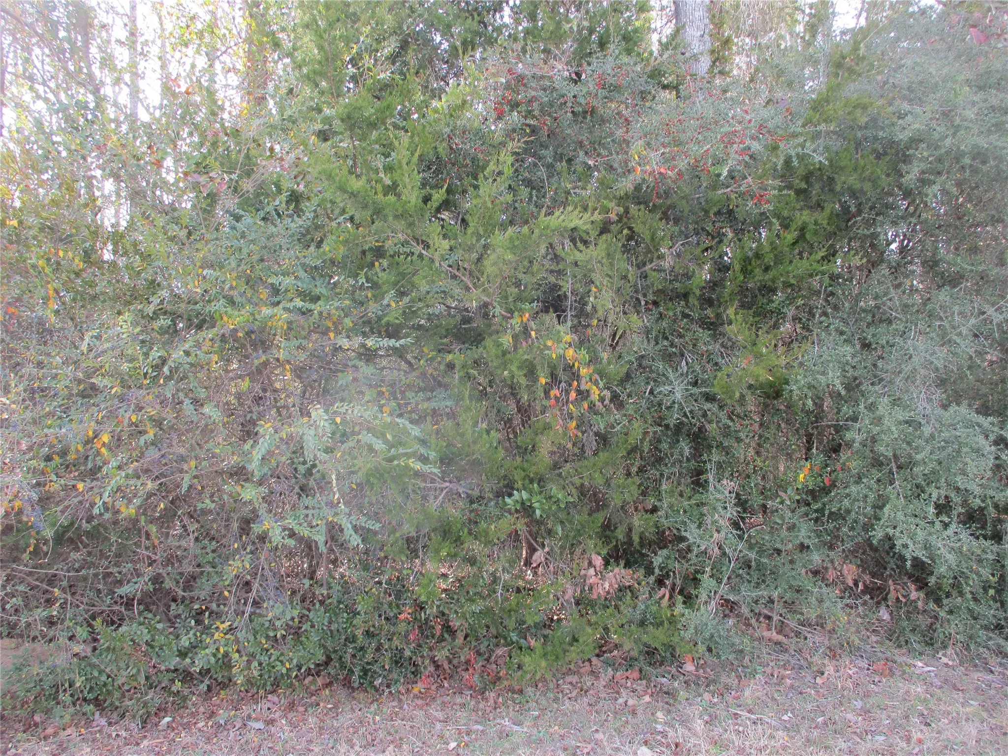 Unimproved Land For Sale in Wood County , TBD Wood County Road 2958, Alba, Texas 75410, 0, 0, Garage spaces, 0 Sqft, built in 0, mls#21171435, Real Estate Agent in Alba, Homes For Sale in Wood county, Homes For Sale in Alba, Realtor in Alba Texas, Real Estate Brokerage Independent Realty Texas, Luminita Cordes Realtor