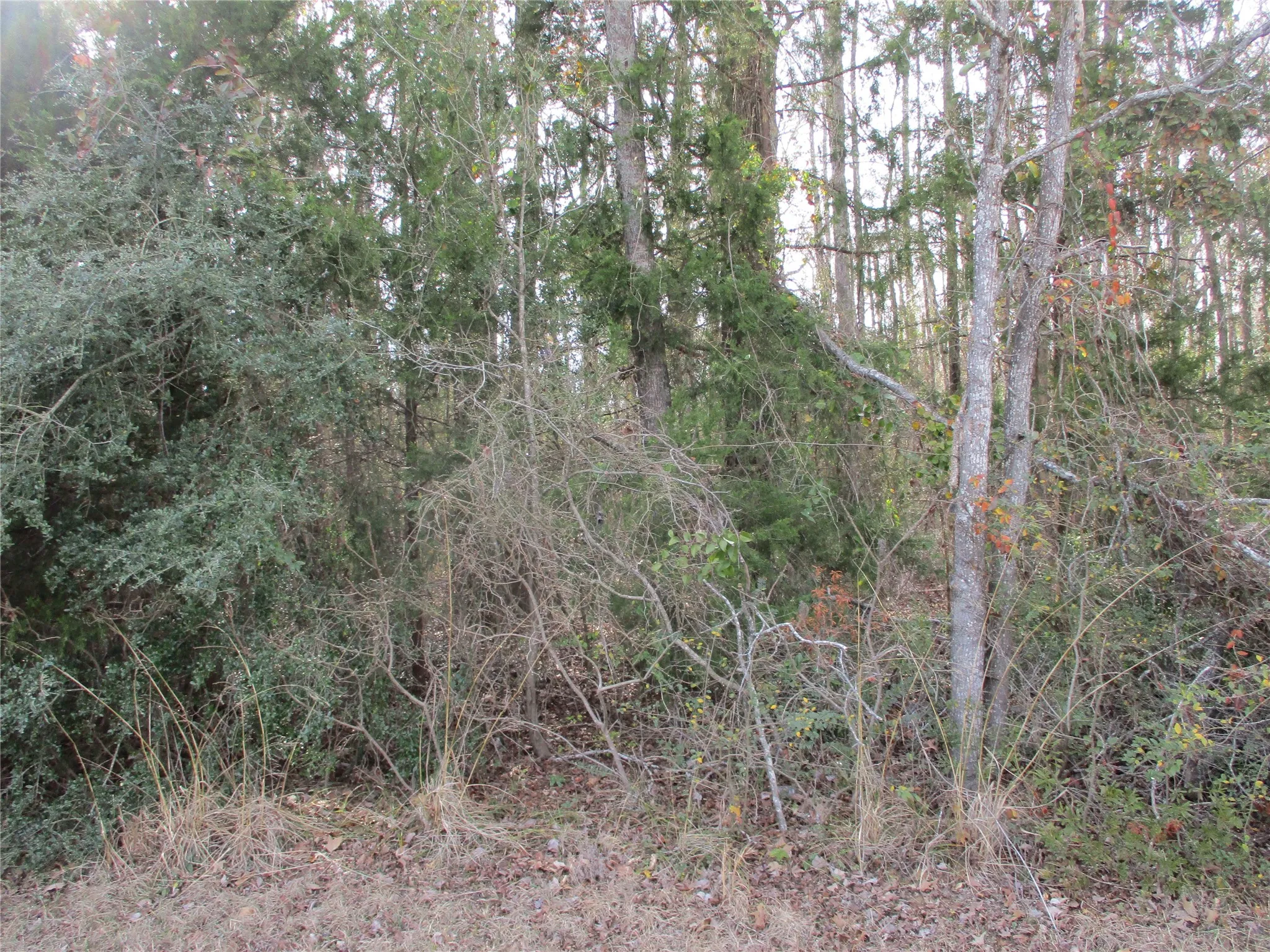 Unimproved Land For Sale in Wood County , TBD Wood County Road 2958, Alba, Texas 75410, 0, 0, Garage spaces, 0 Sqft, built in 0, mls#21171435, Real Estate Agent in Alba, Homes For Sale in Wood county, Homes For Sale in Alba, Realtor in Alba Texas, Real Estate Brokerage Independent Realty Texas, Luminita Cordes Realtor