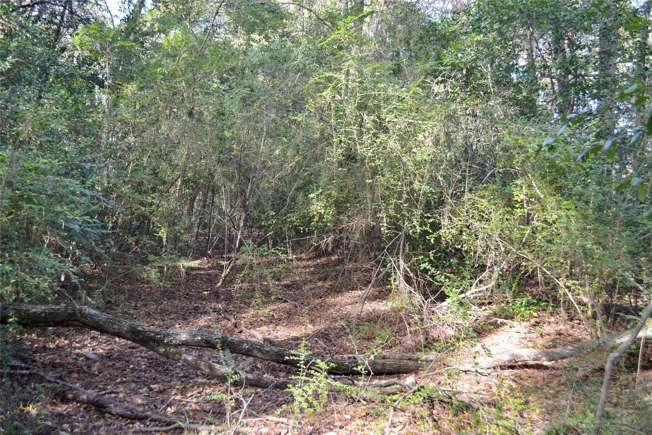 Unimproved Land For Sale in Harrison County , Tract #2 Long Street, Waskom, Texas 75692, 0, 0, Garage spaces, 0 Sqft, built in 0, Price $35,600, mls#21171903, Real Estate Agent in Waskom, Homes For Sale in Harrison county, Homes For Sale in Waskom, Realtor in Waskom Texas, Real Estate Brokerage Independent Realty Texas, Luminita Cordes Realtor