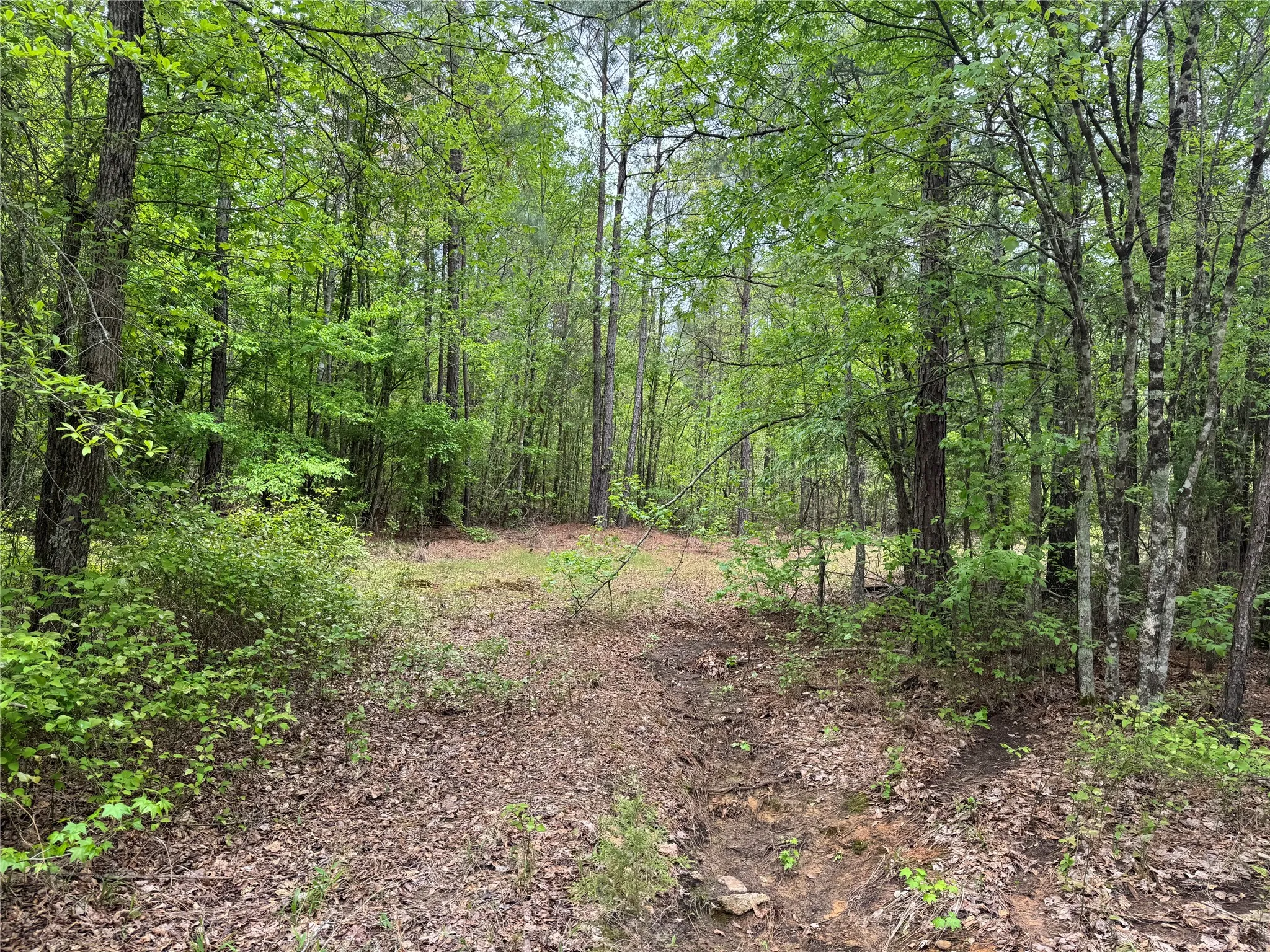 Unimproved Land For Sale in Cass County , TBD County Road 2742, Naples, Texas 75568, 0, 0, Garage spaces, 0 Sqft, built in 0, Price $499,000, mls#21171956, Real Estate Agent in Naples, Homes For Sale in Cass county, Homes For Sale in Naples, Realtor in Naples Texas, Real Estate Brokerage Independent Realty Texas, Luminita Cordes Realtor