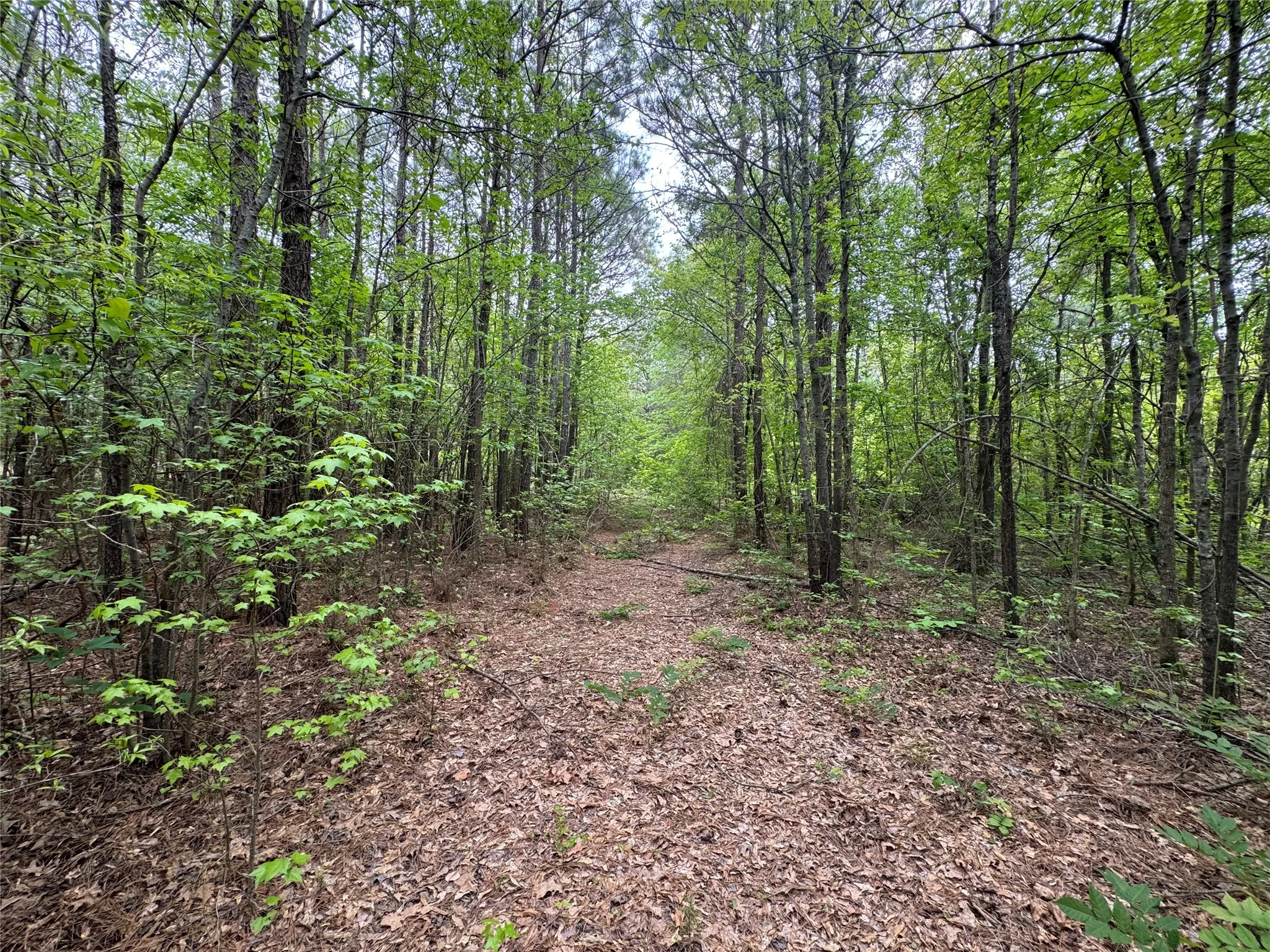 Unimproved Land For Sale in Cass County , TBD County Road 2742, Naples, Texas 75568, 0, 0, Garage spaces, 0 Sqft, built in 0, Price $499,000, mls#21171956, Real Estate Agent in Naples, Homes For Sale in Cass county, Homes For Sale in Naples, Realtor in Naples Texas, Real Estate Brokerage Independent Realty Texas, Luminita Cordes Realtor