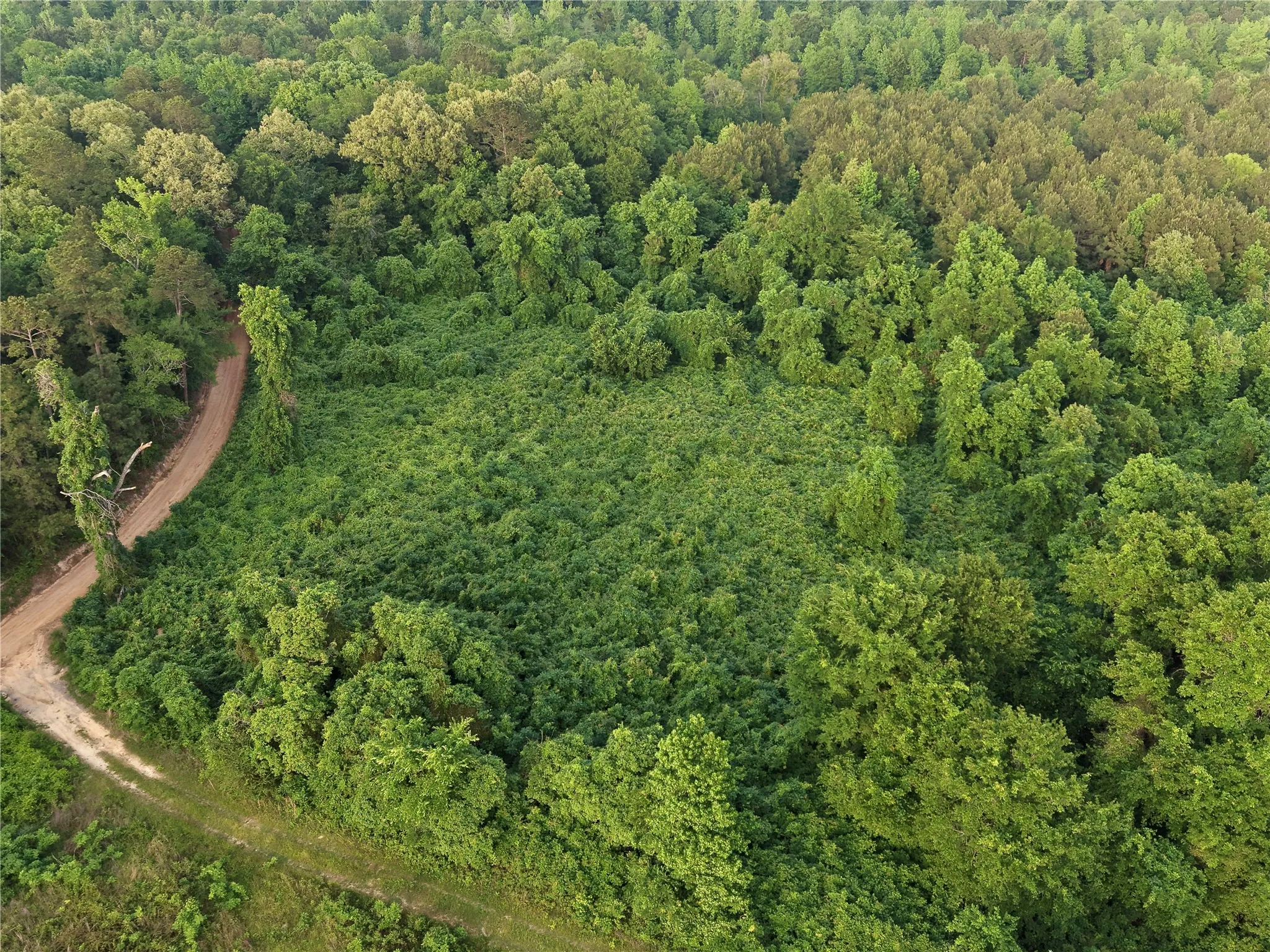 Unimproved Land For Sale in Cass County , TBD County Road 2742, Naples, Texas 75568, 0, 0, Garage spaces, 0 Sqft, built in 0, Price $499,000, mls#21171956, Real Estate Agent in Naples, Homes For Sale in Cass county, Homes For Sale in Naples, Realtor in Naples Texas, Real Estate Brokerage Independent Realty Texas, Luminita Cordes Realtor